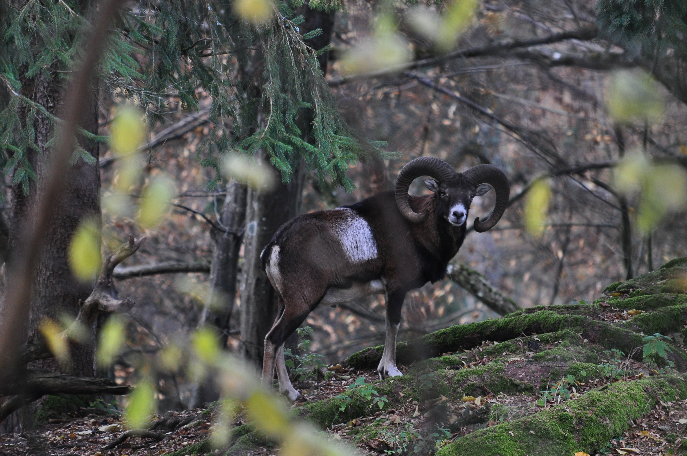 muflone nel bosco