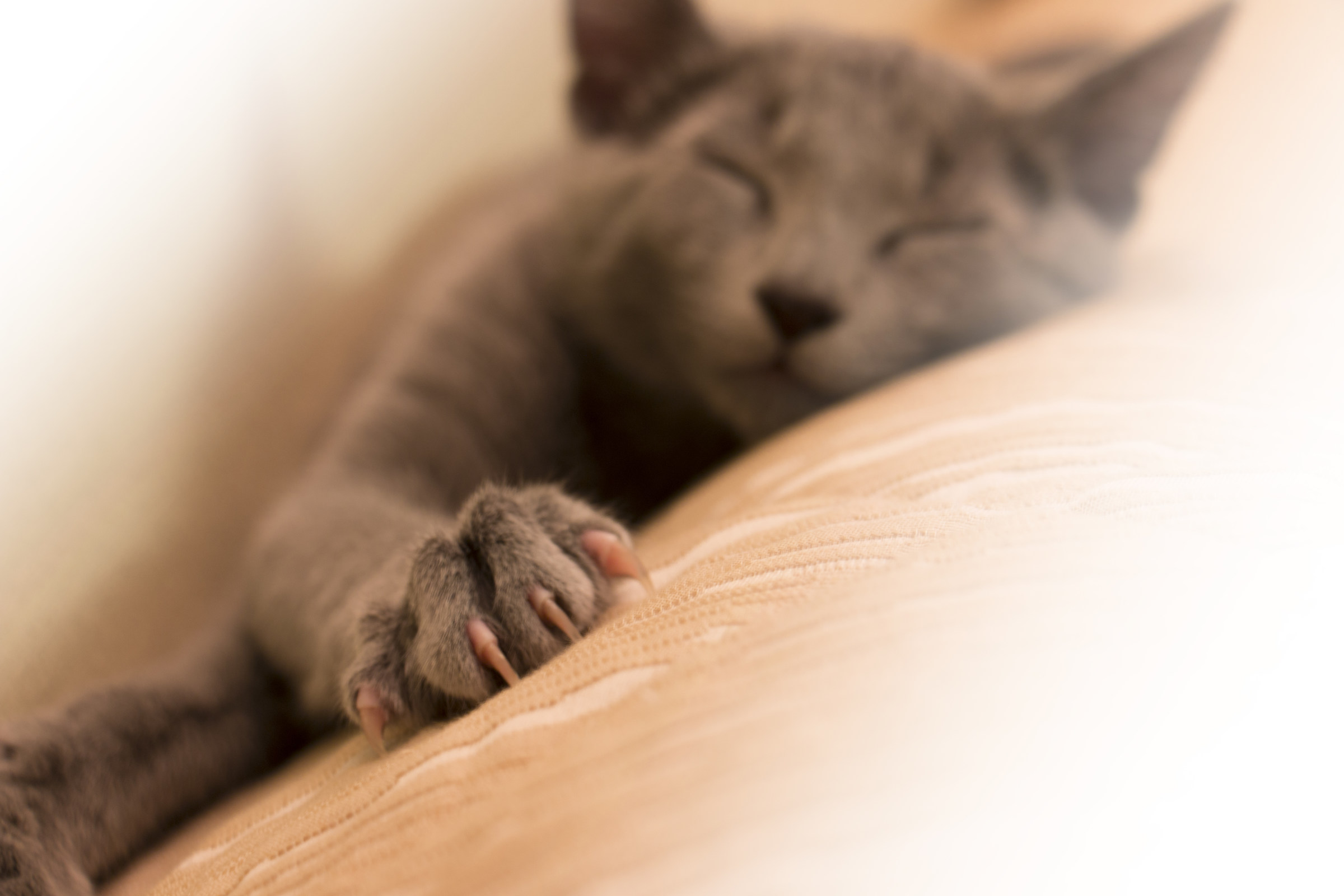 Woe to him who wakes me up ....!