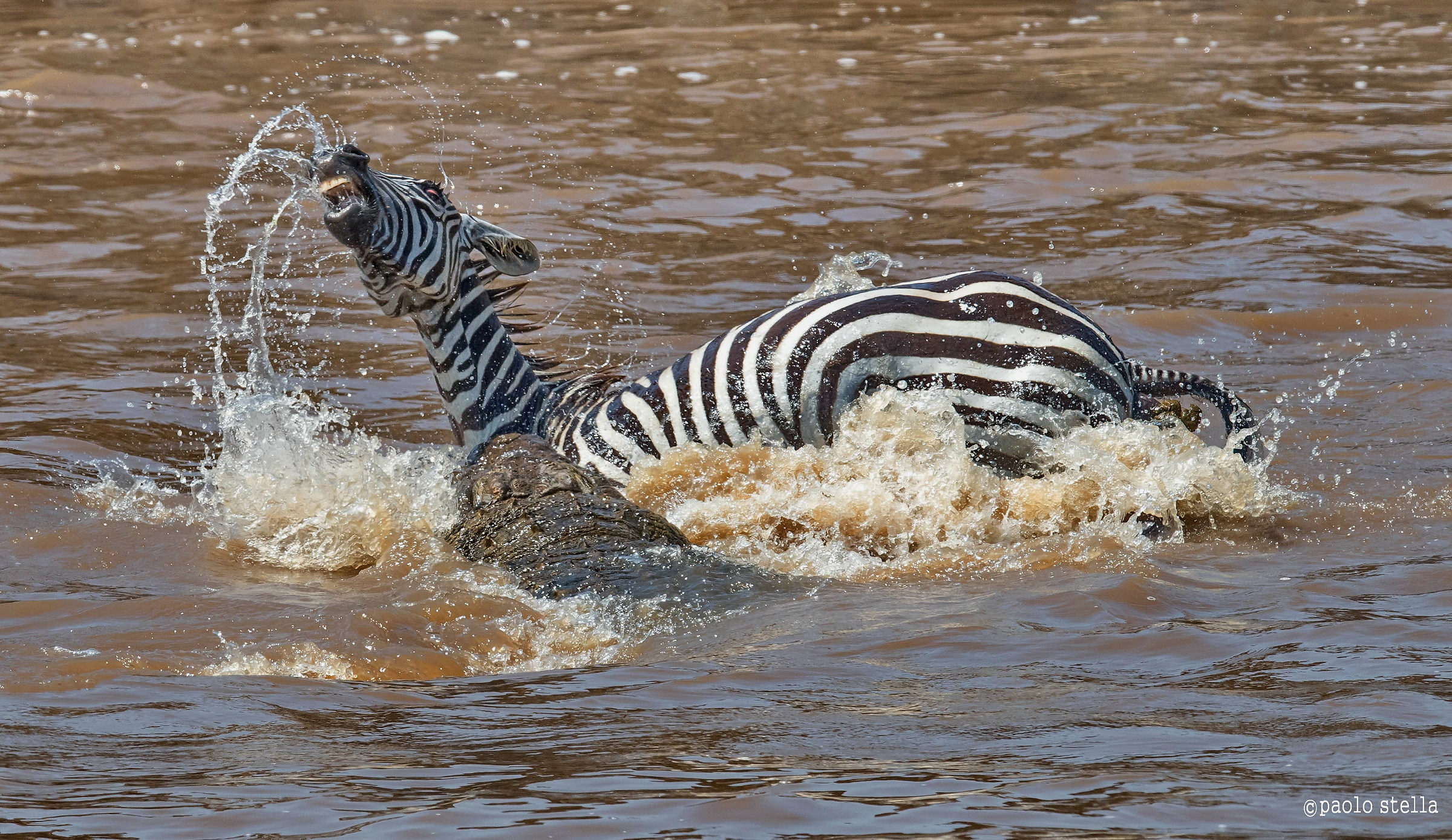 la fine della zebra - 2