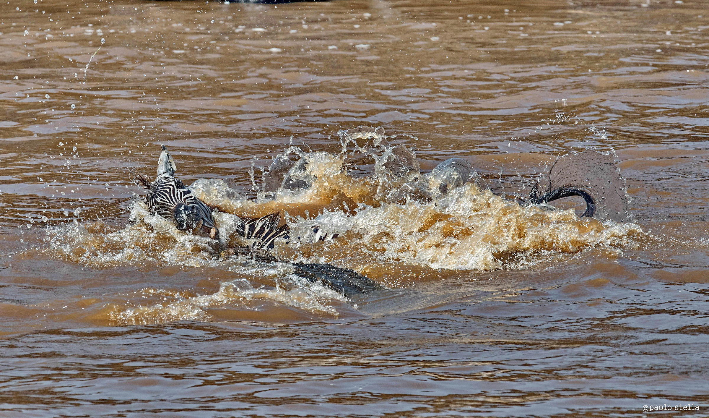 la fine della zebra - 5