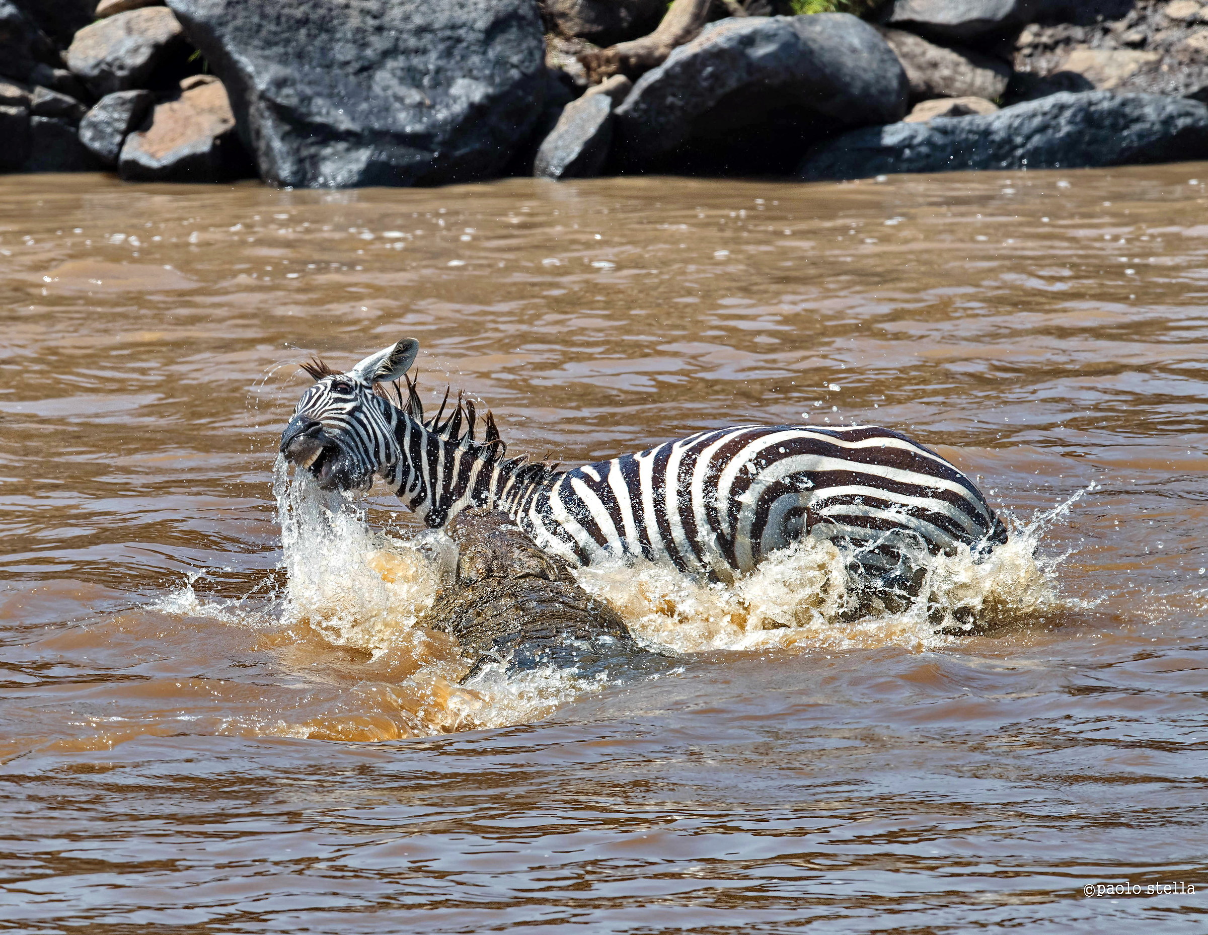 la fine della zebra - 1