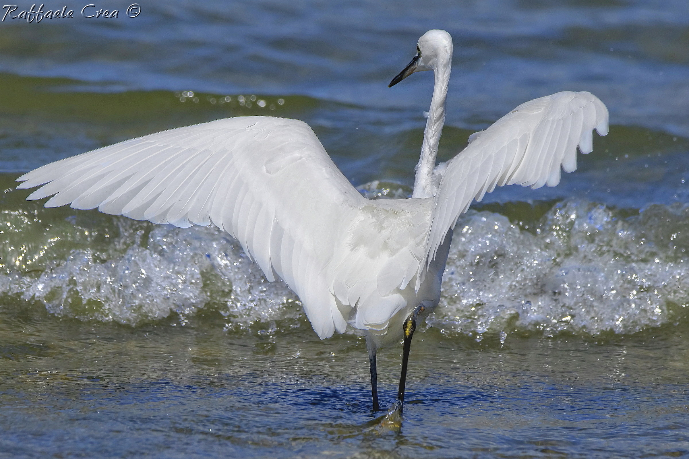 Egret sul Garda