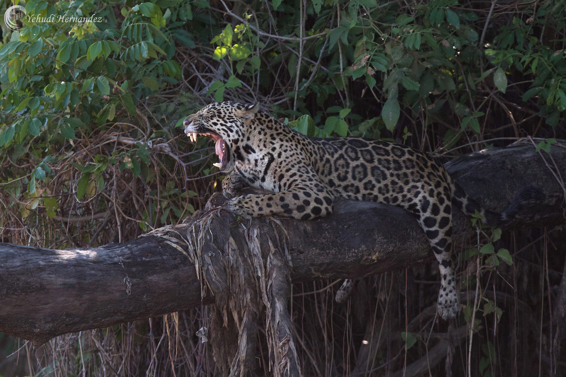 Jaguar (Panthera Onca)