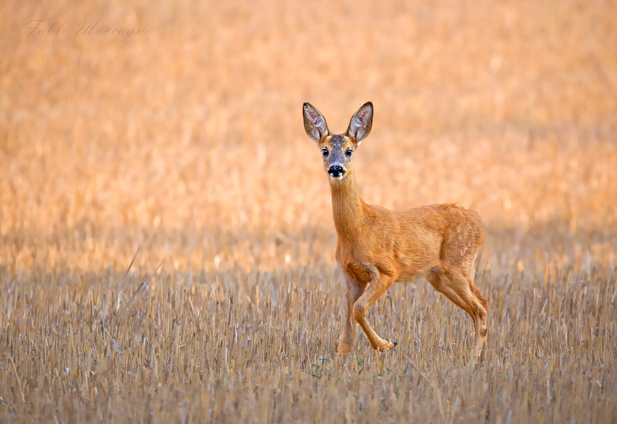Among the fields ...