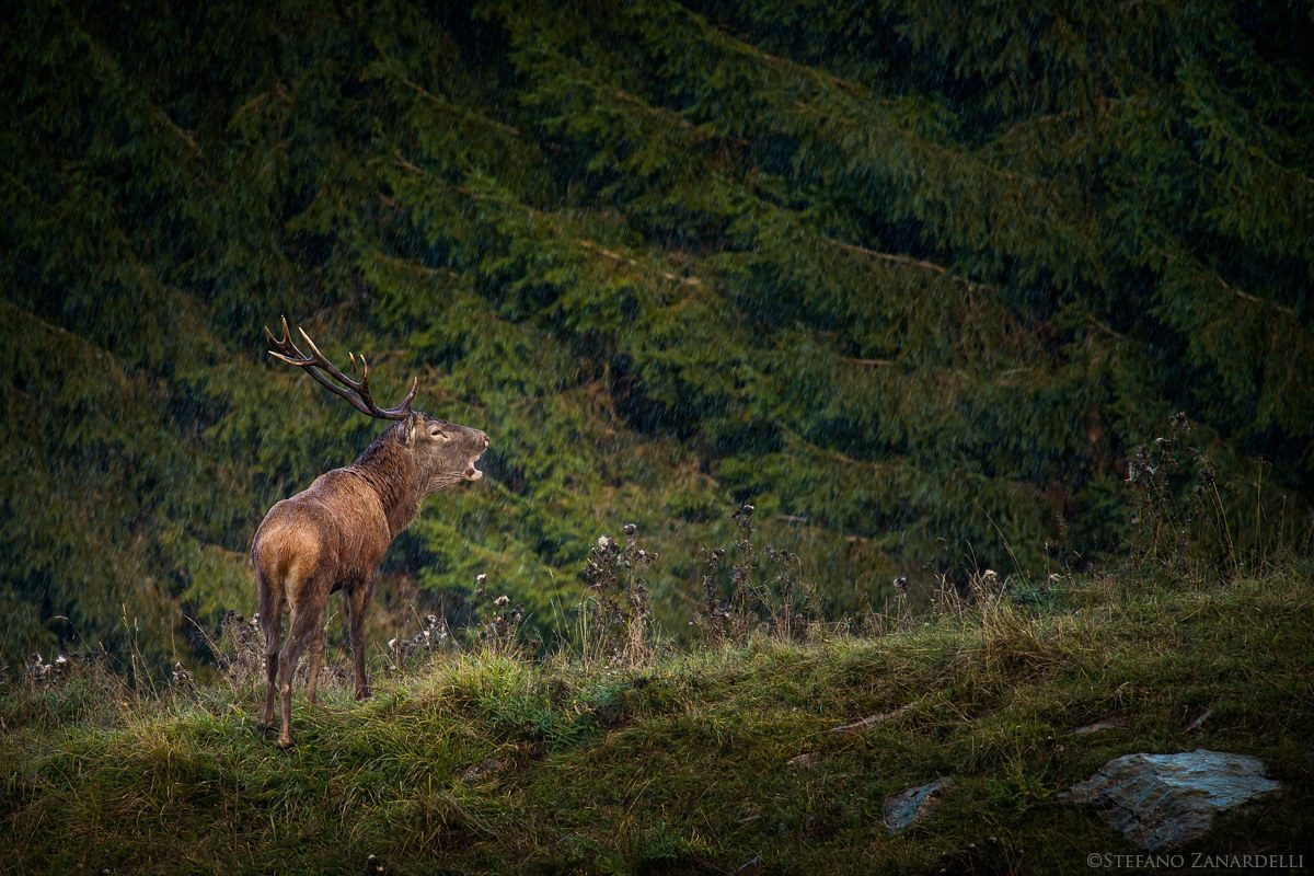Bramito sotto una leggera pioggia autunnale...