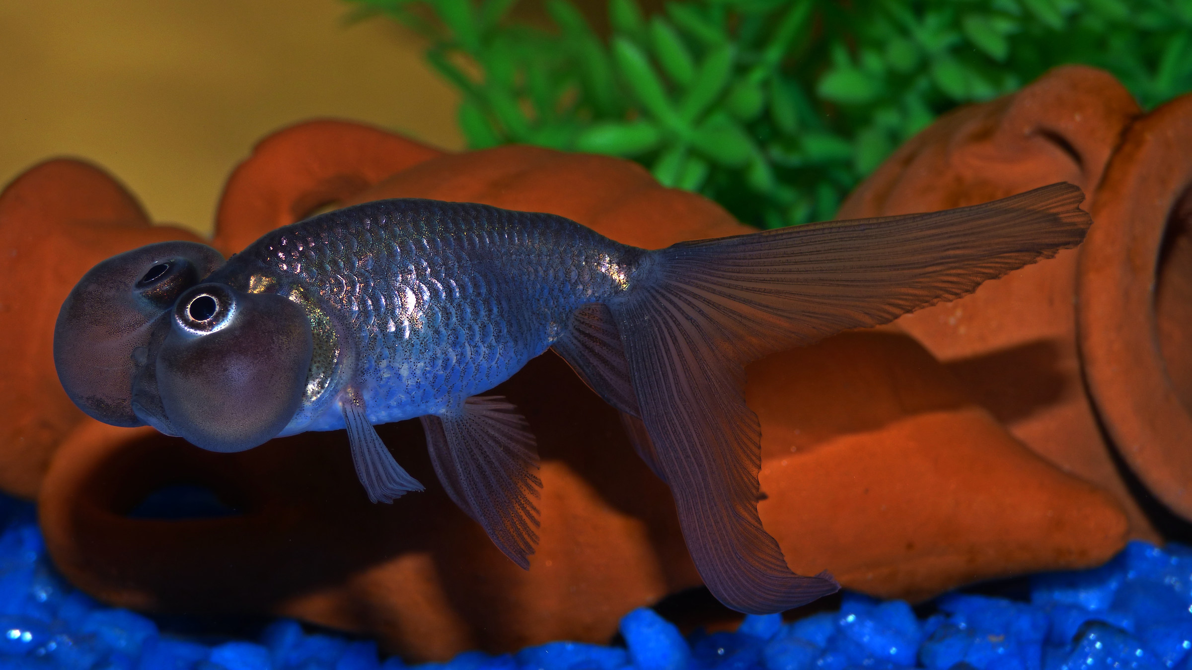 Paff. .. uno dei miei pesciolini (occhi a bolla)