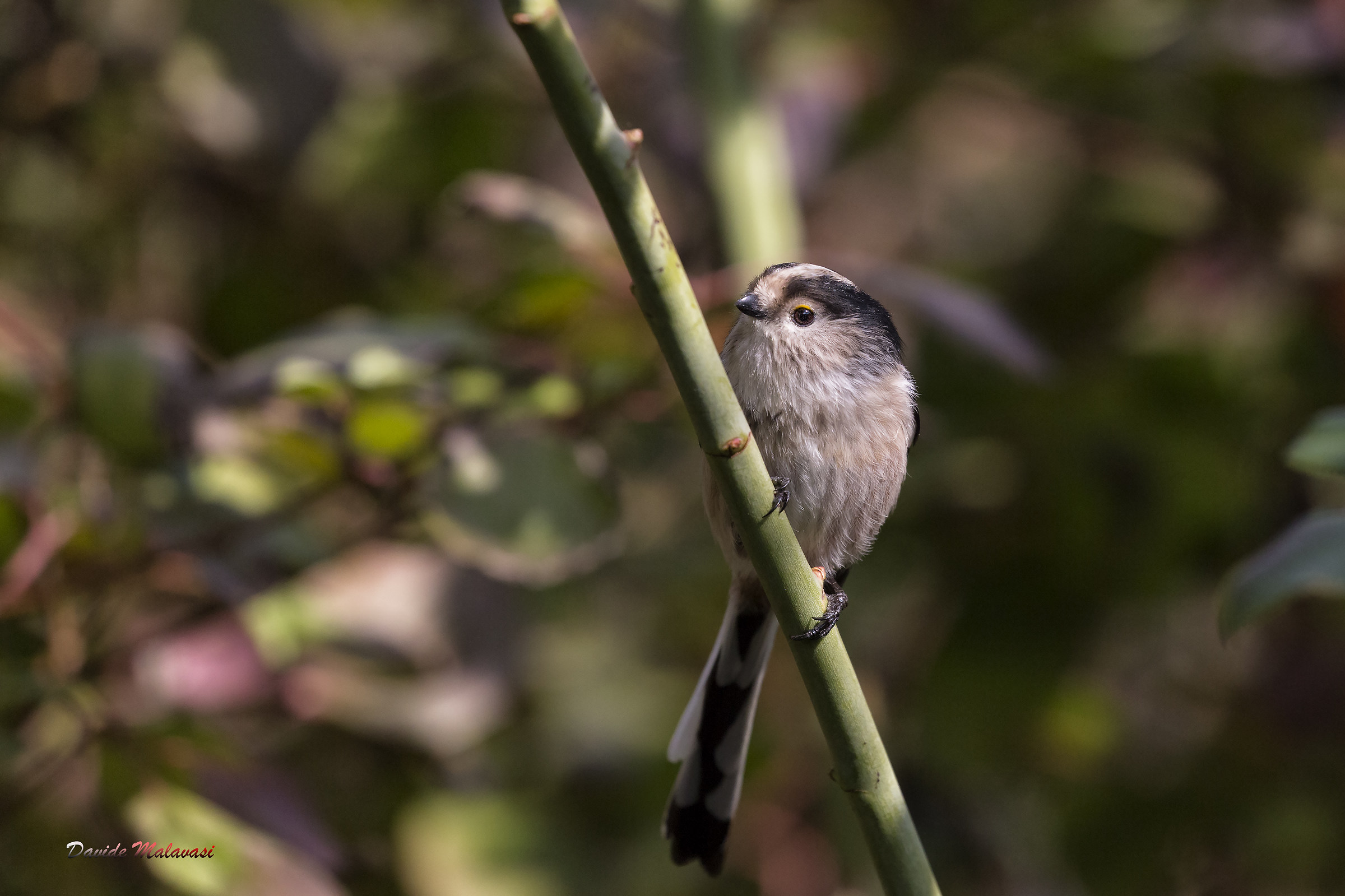 Long-tailed Tit