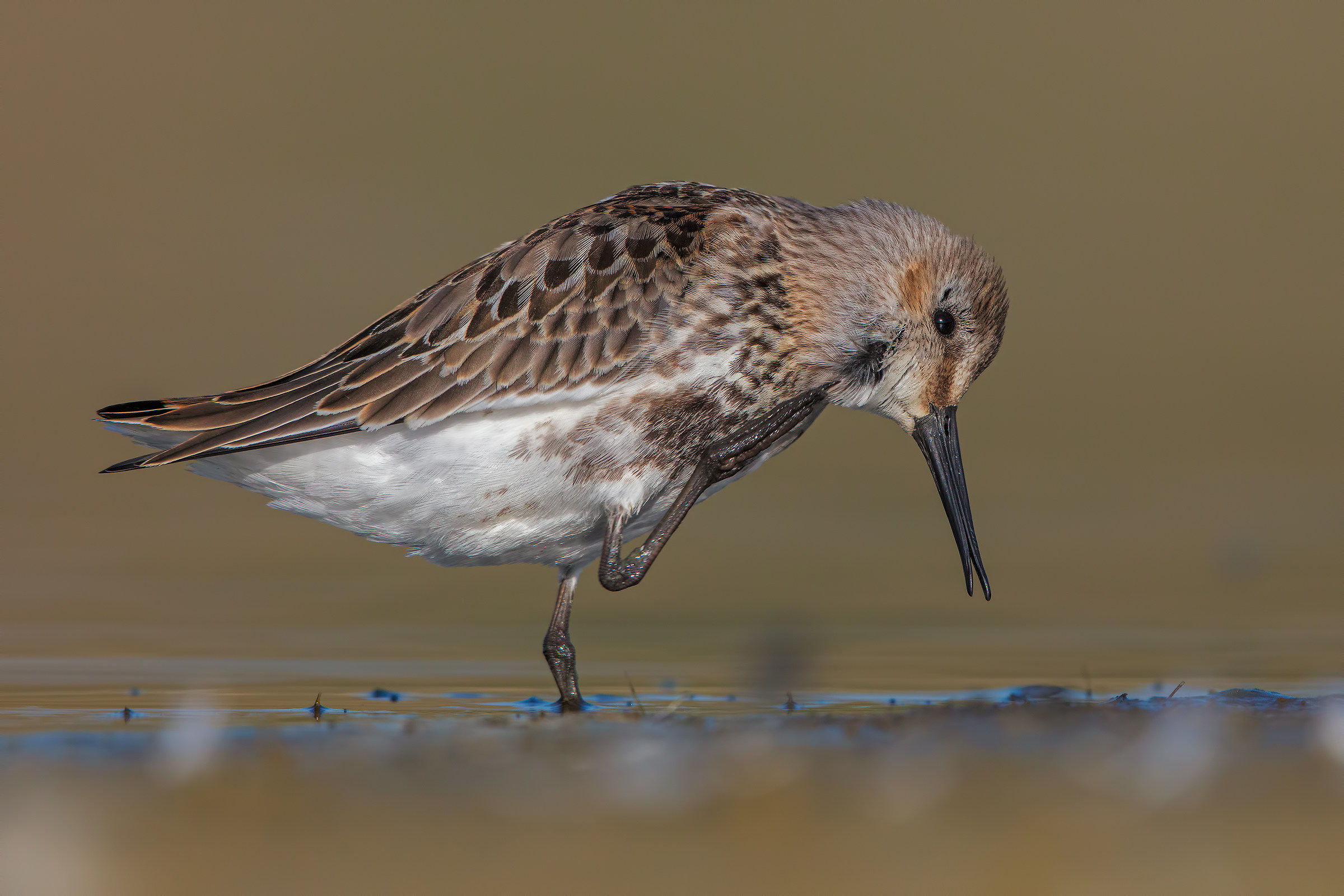 dunlin