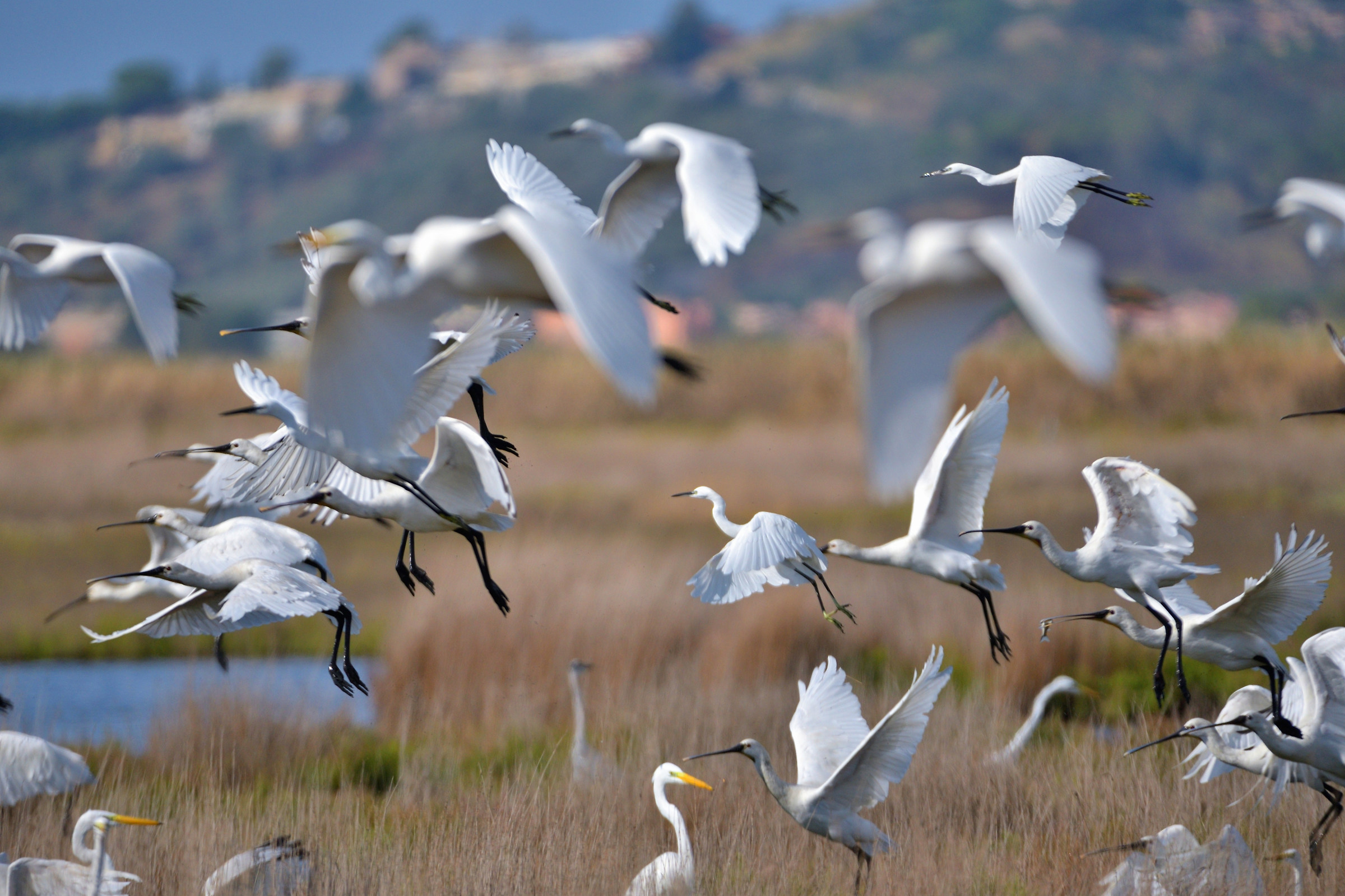 Spoonbills, egrets, egrets .... A triumph of wings