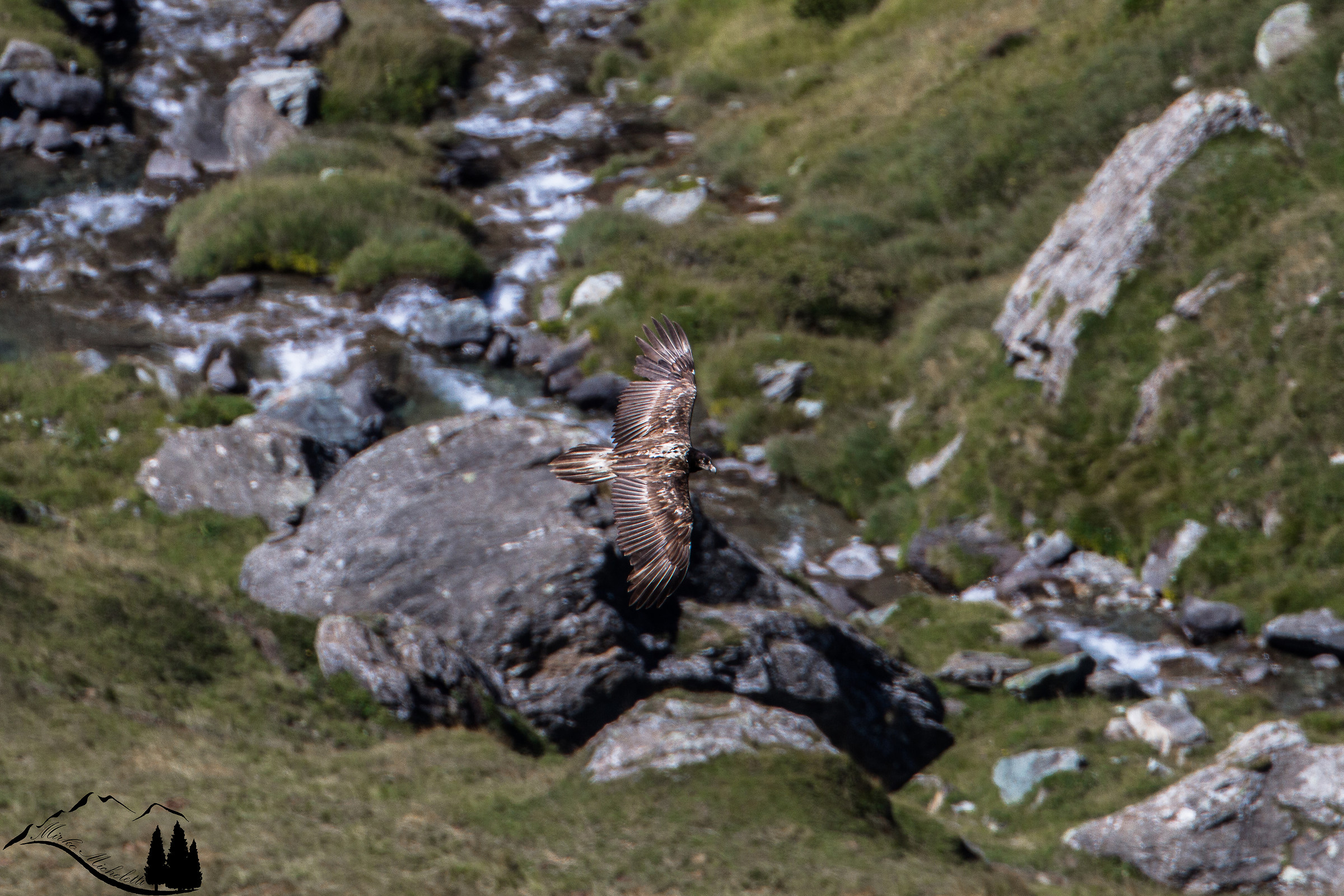 Bearded vulture in its environment