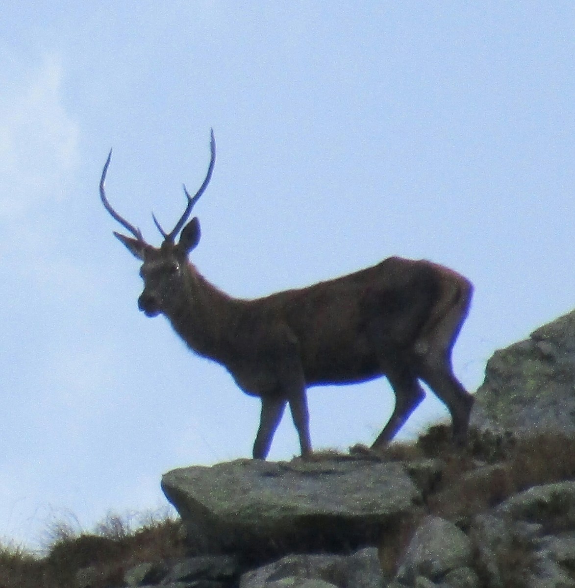 male deer