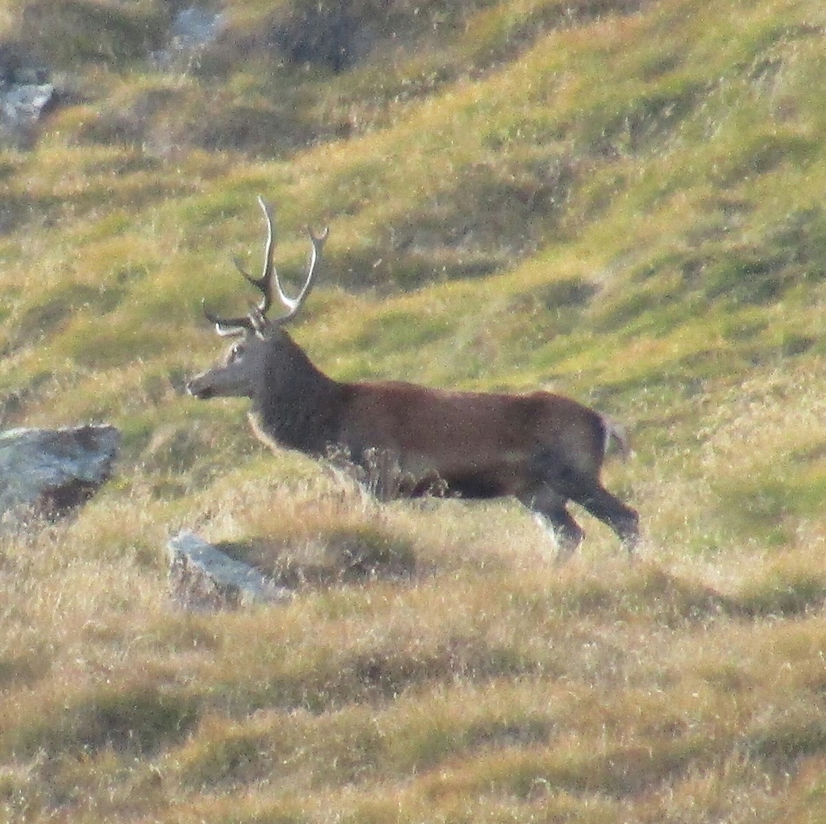 deer in the distance