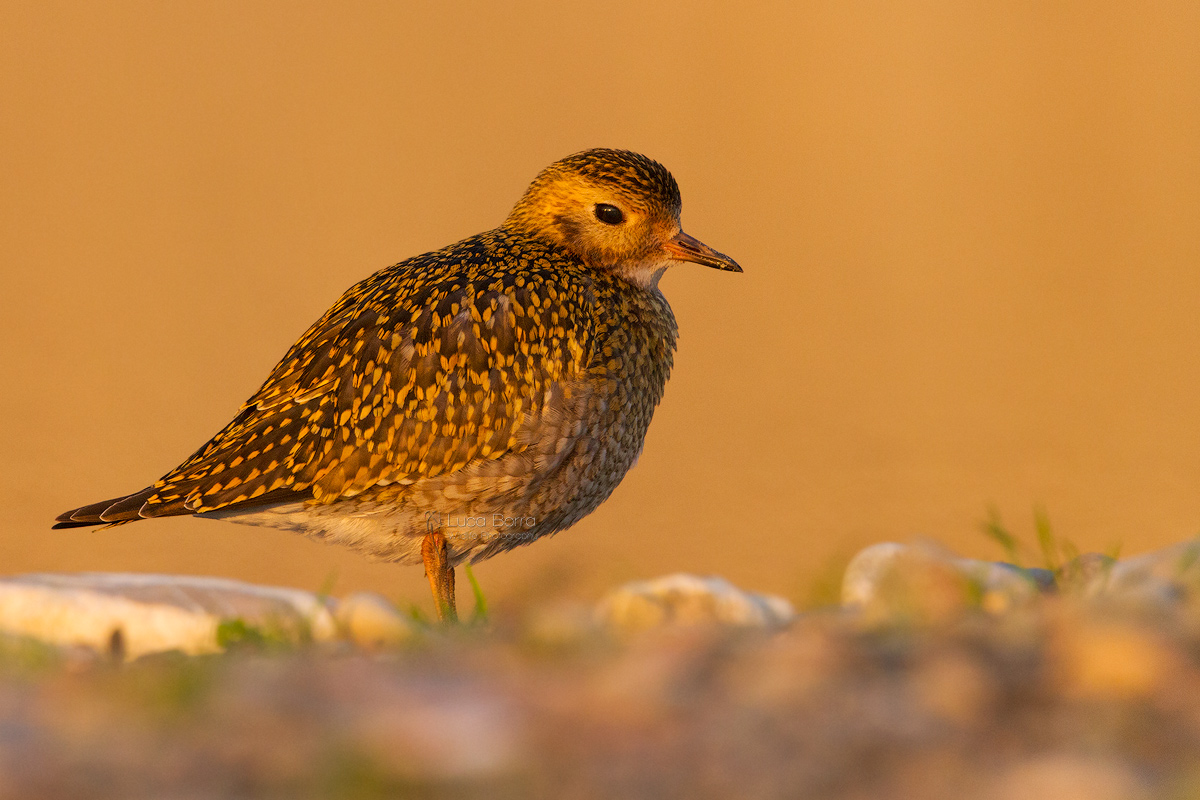 Light on the Golden Plover