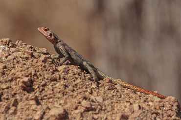 Platysaurus orientalis