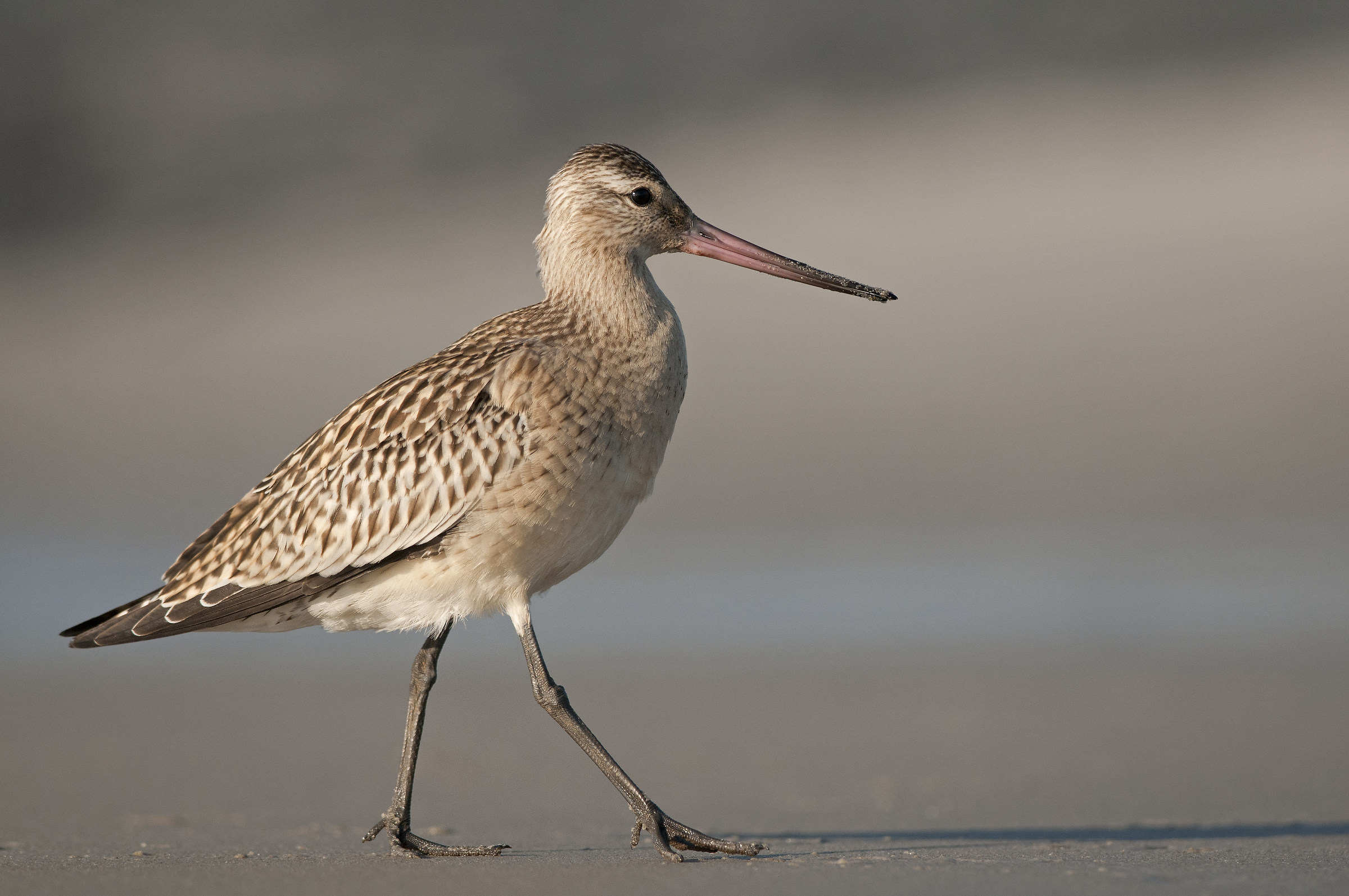 Bar-tailed godwit