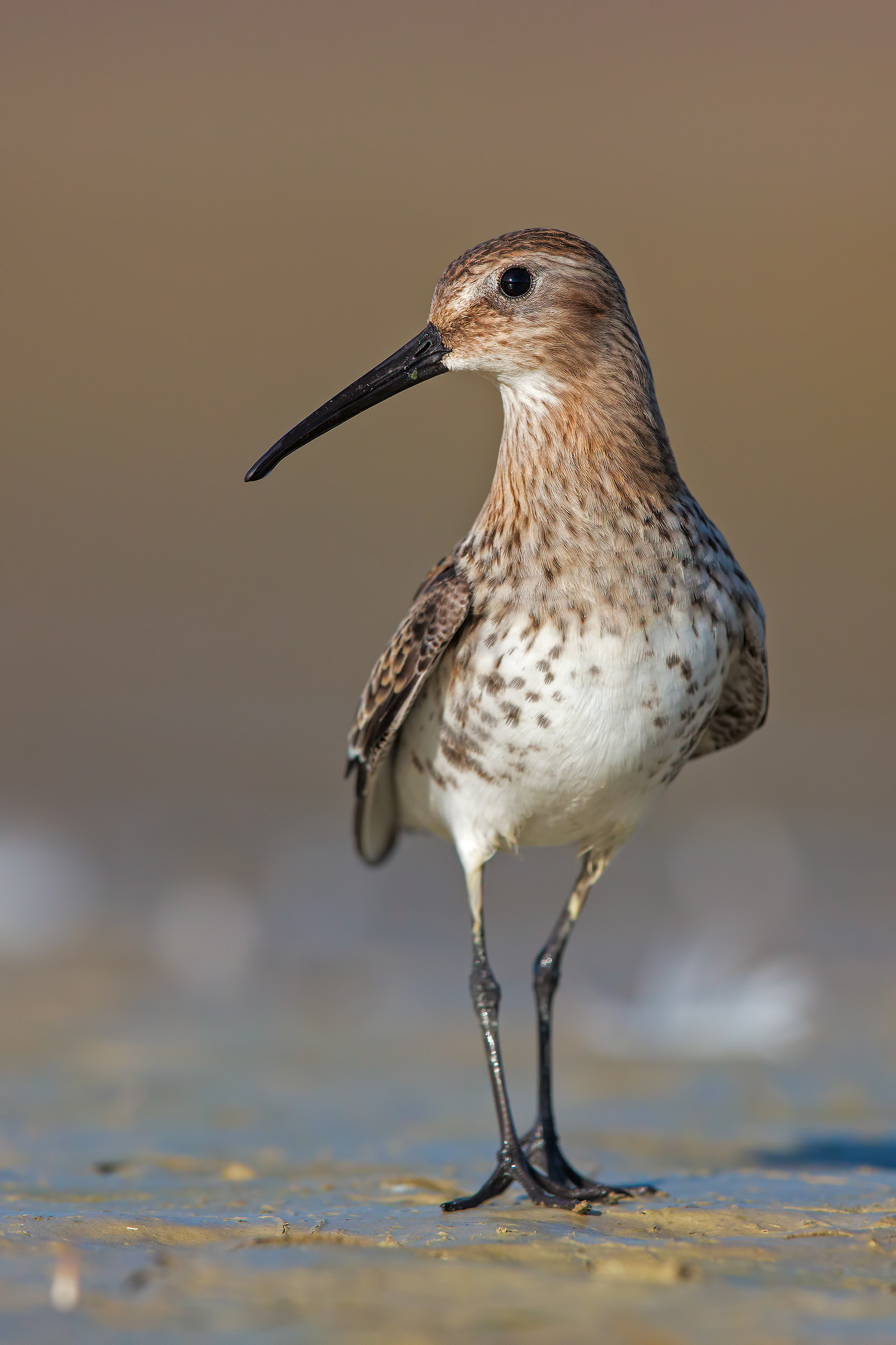 Gentlemen born (Dunlin)