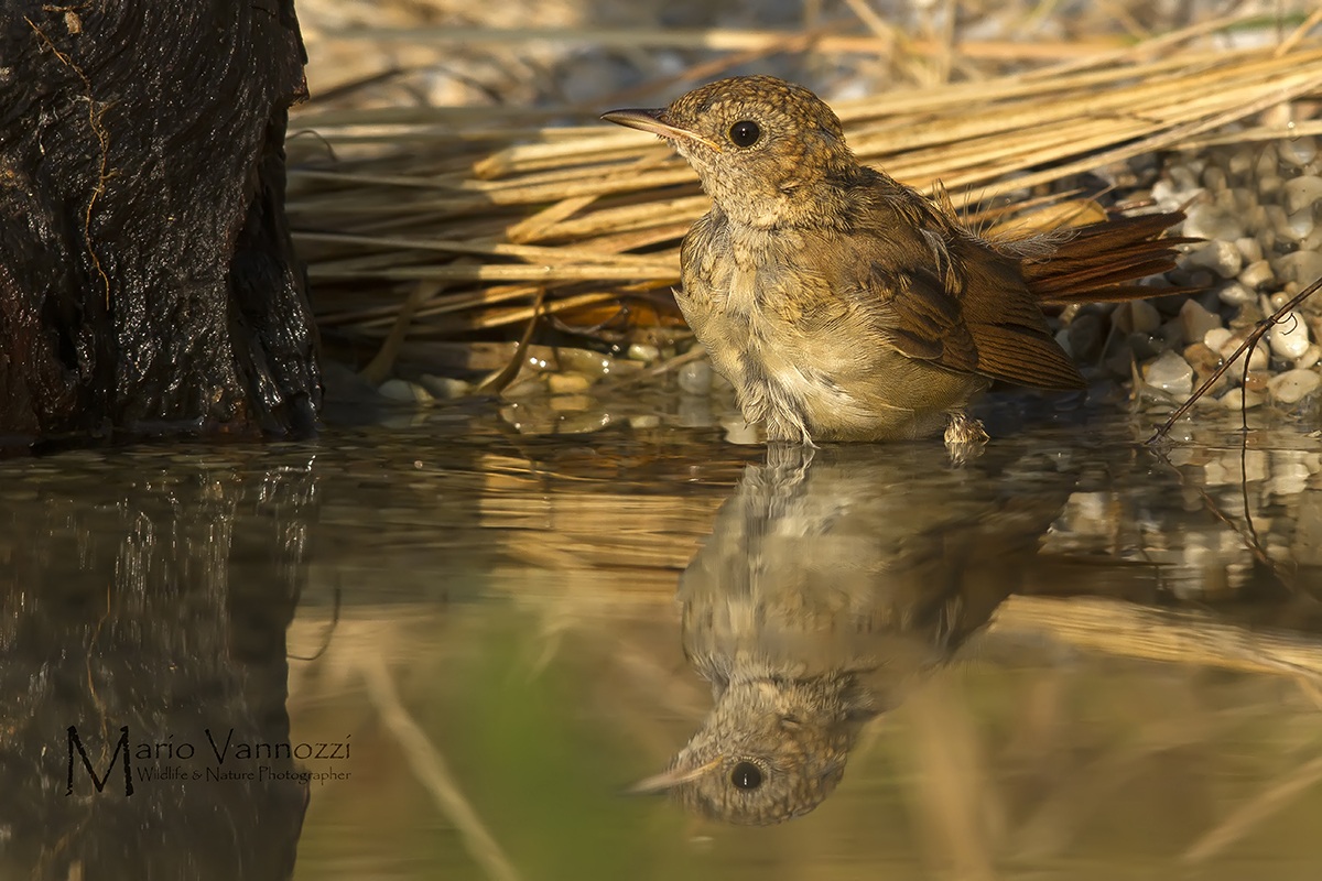 Usignolo juv. al bagno