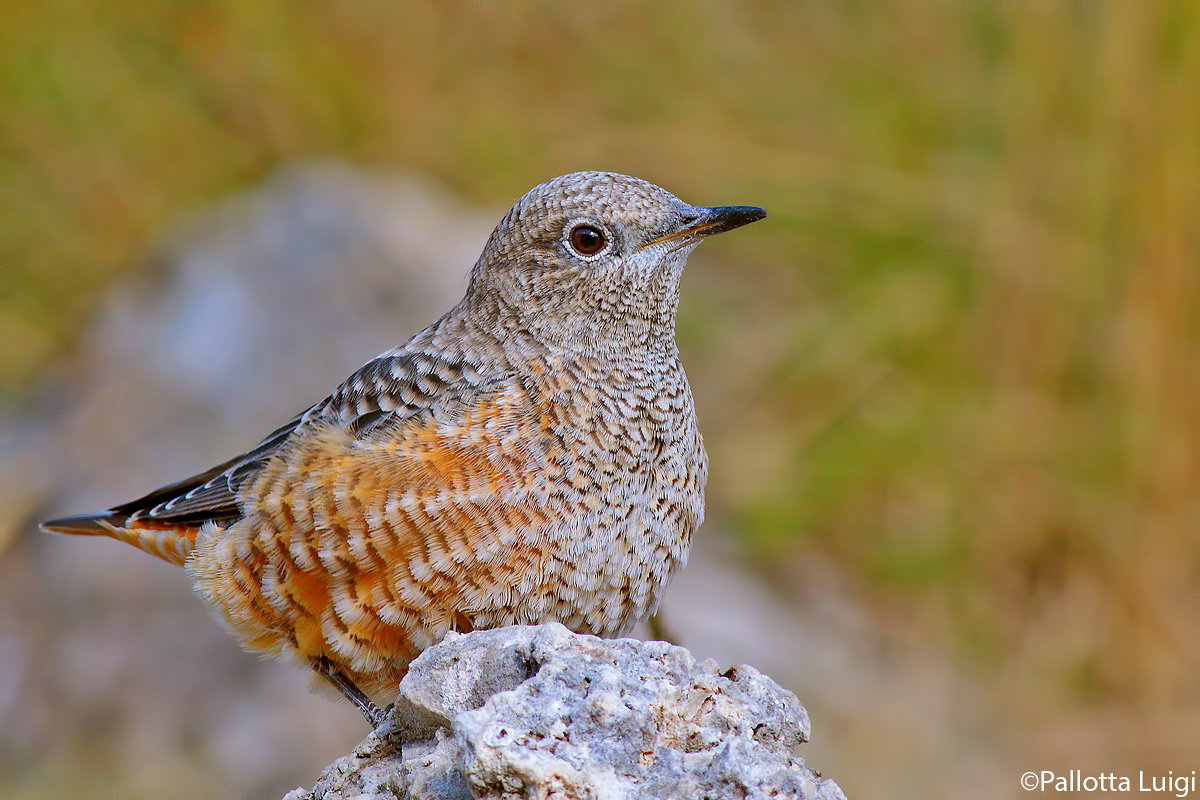 Codirossone (Monticola saxatilis)