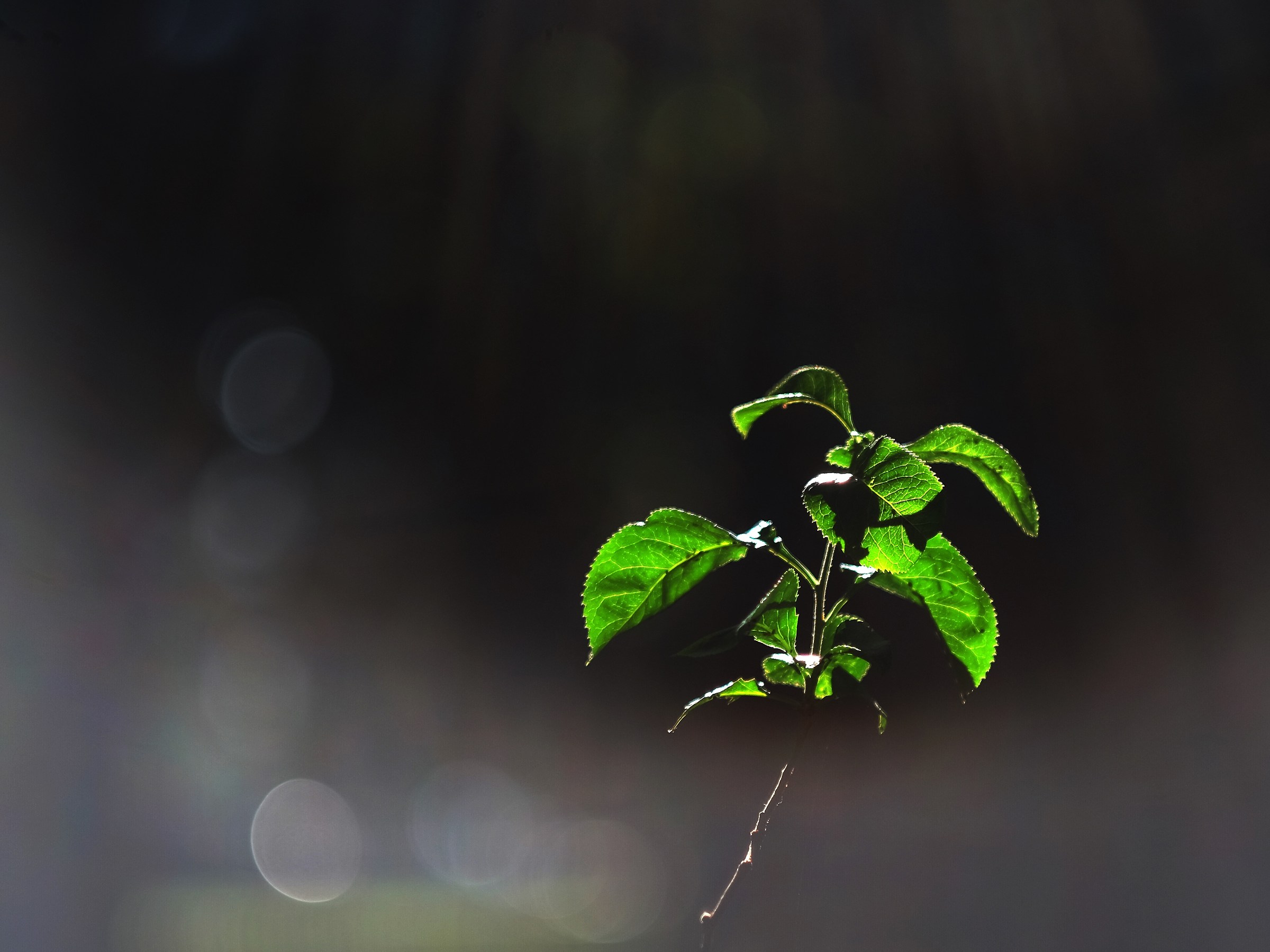 Primi scatti Helios 58 f2 44-2 a