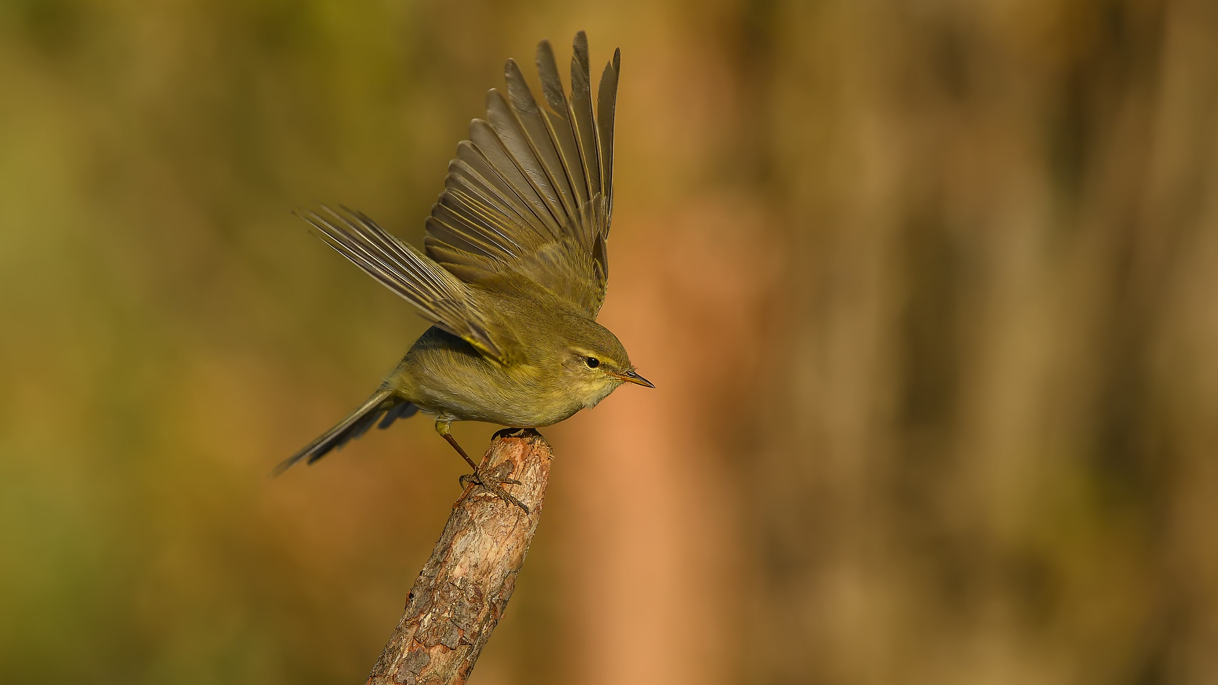 Willow Warbler / Phylloscopus trochilus