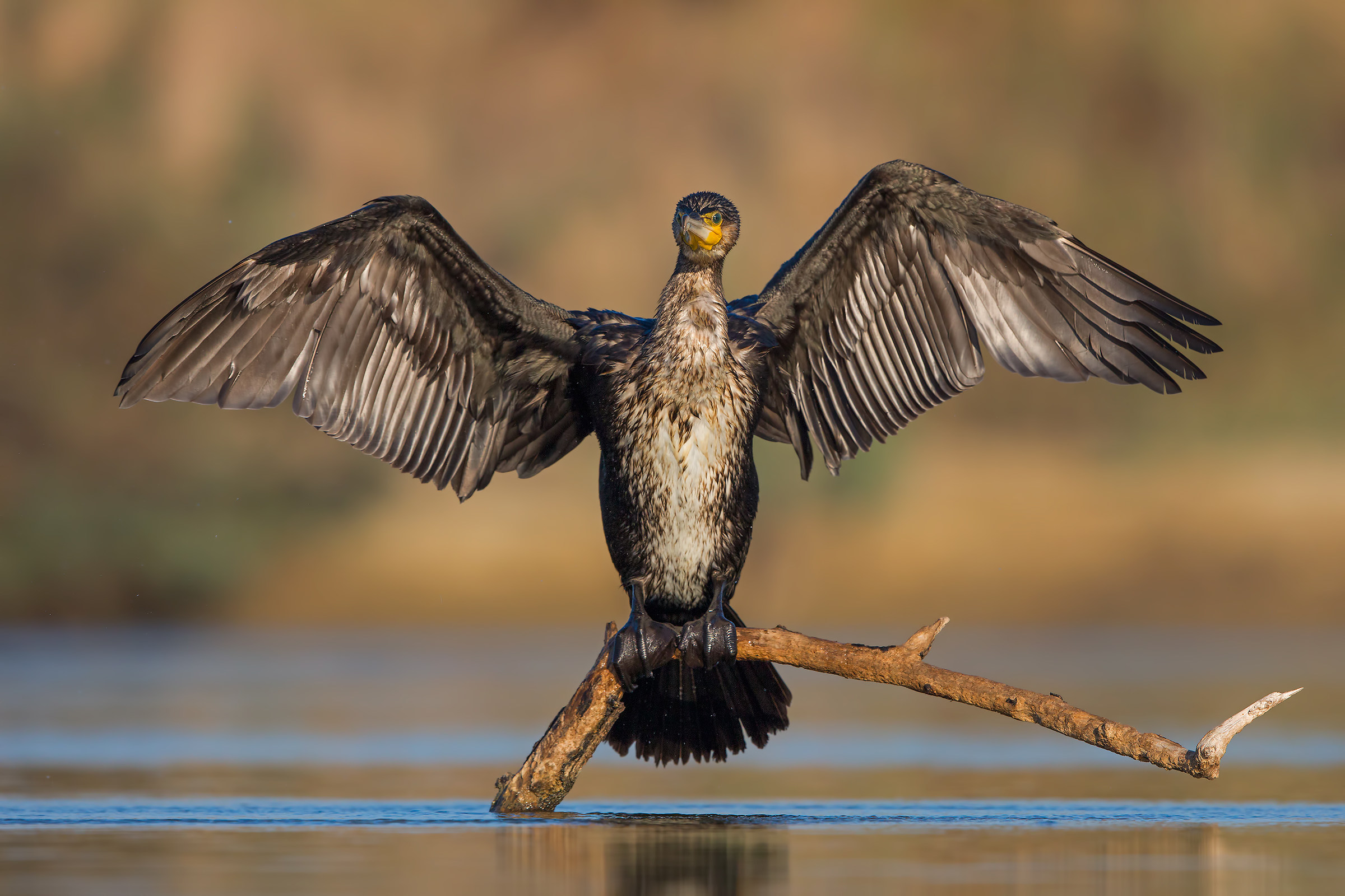 Cormorano
