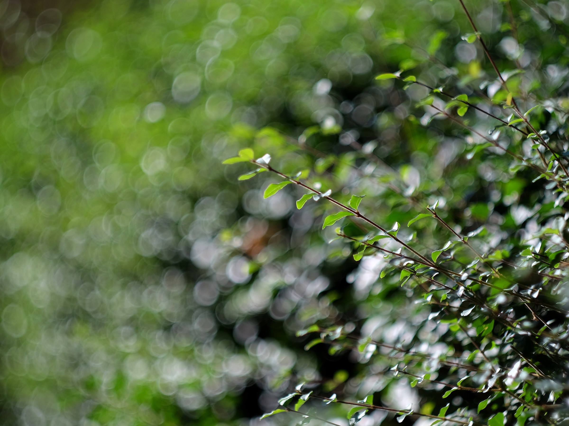 Primi scatti Helios 58 f2 44-2 b