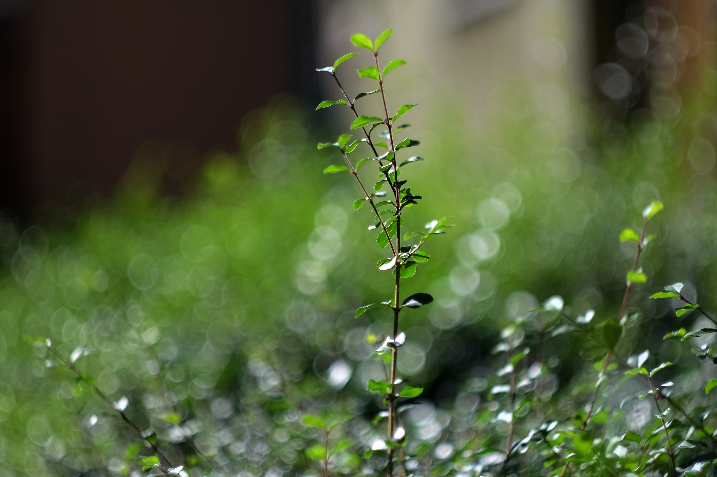 First shots Helios 58 d f2 44-2