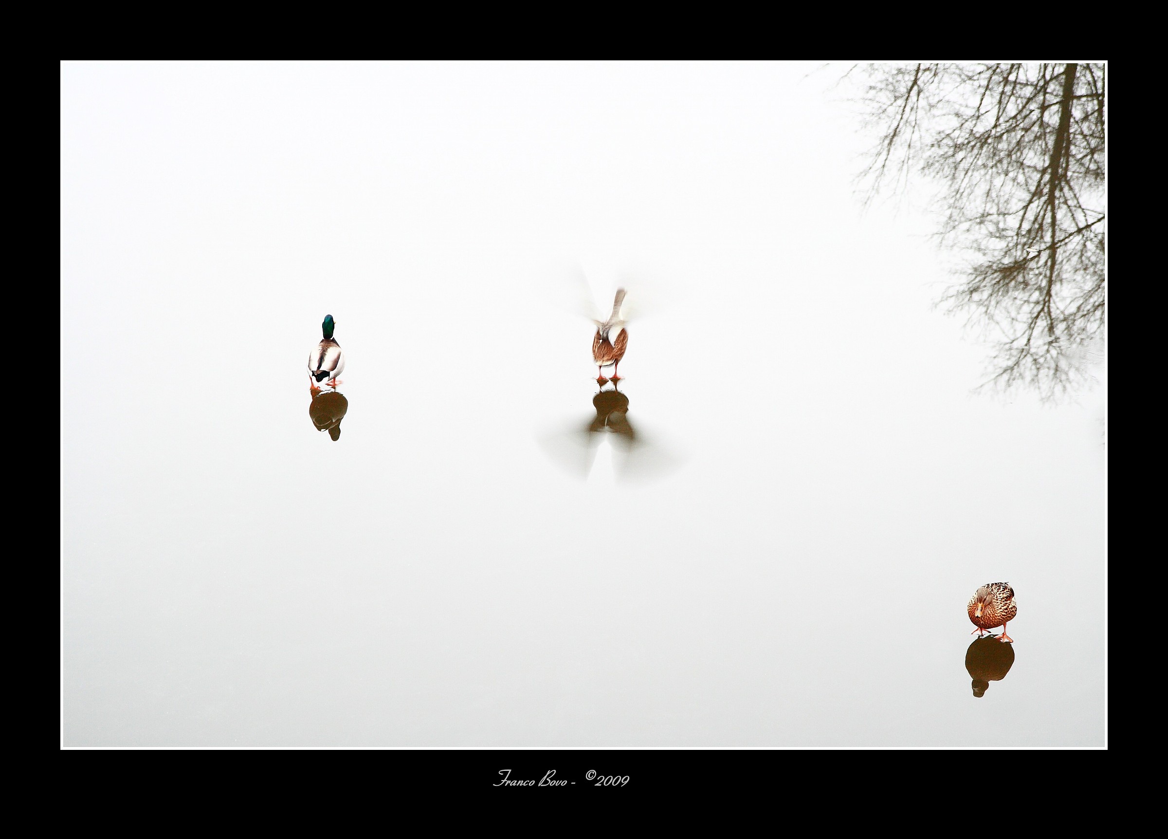 Ghiaccio - Amsterdam