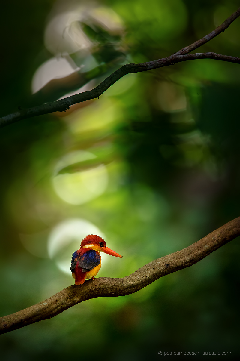 Oriental Dwarf Kingfisher | Borneo