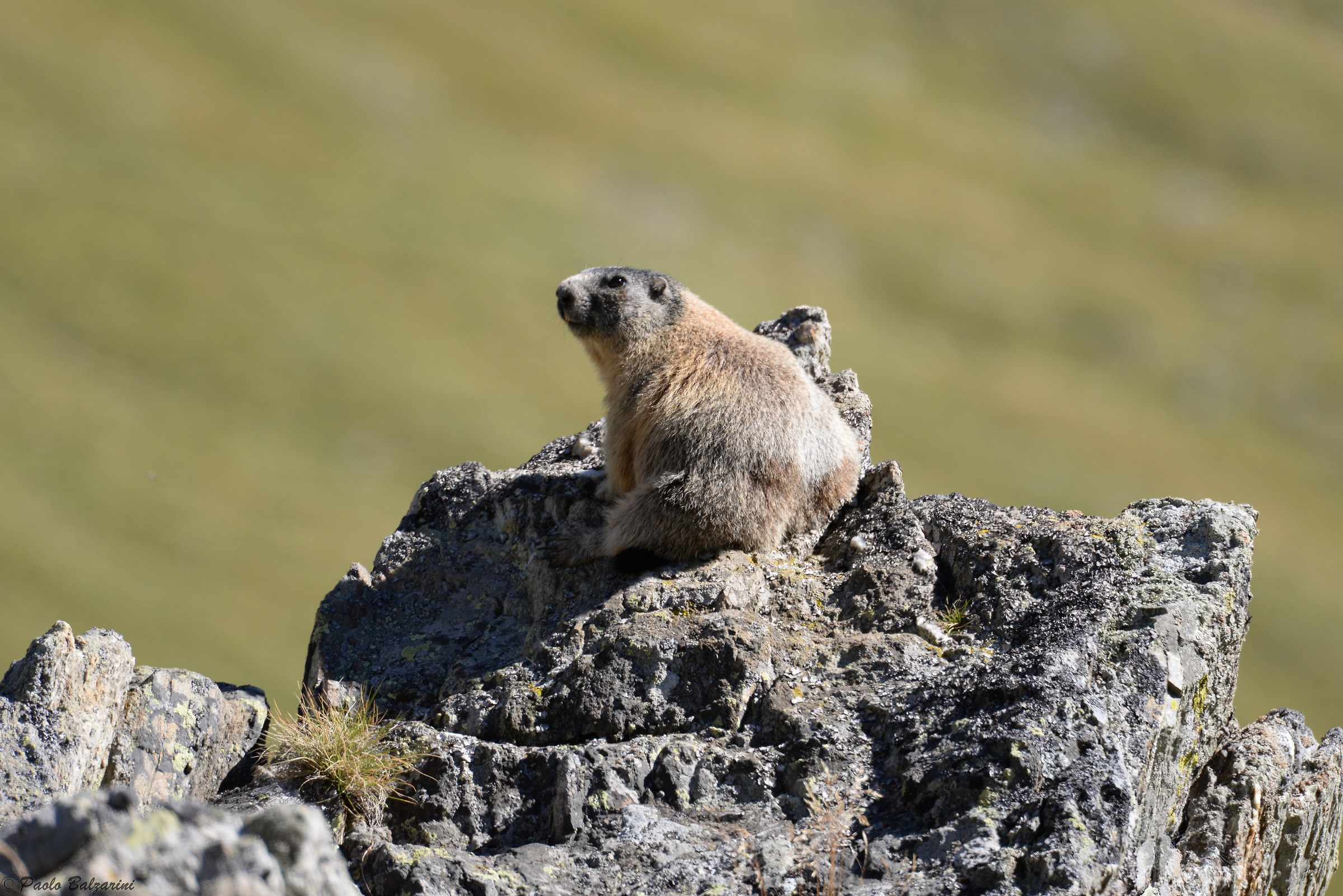 Marmot Alpes- the Val Grande Park Stelvio