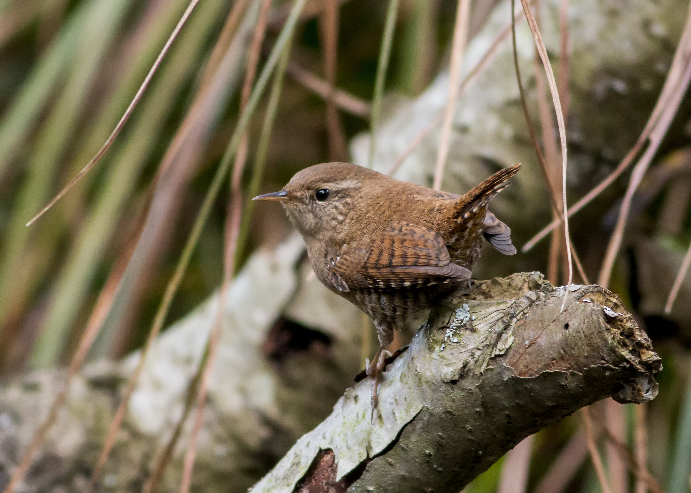Wren