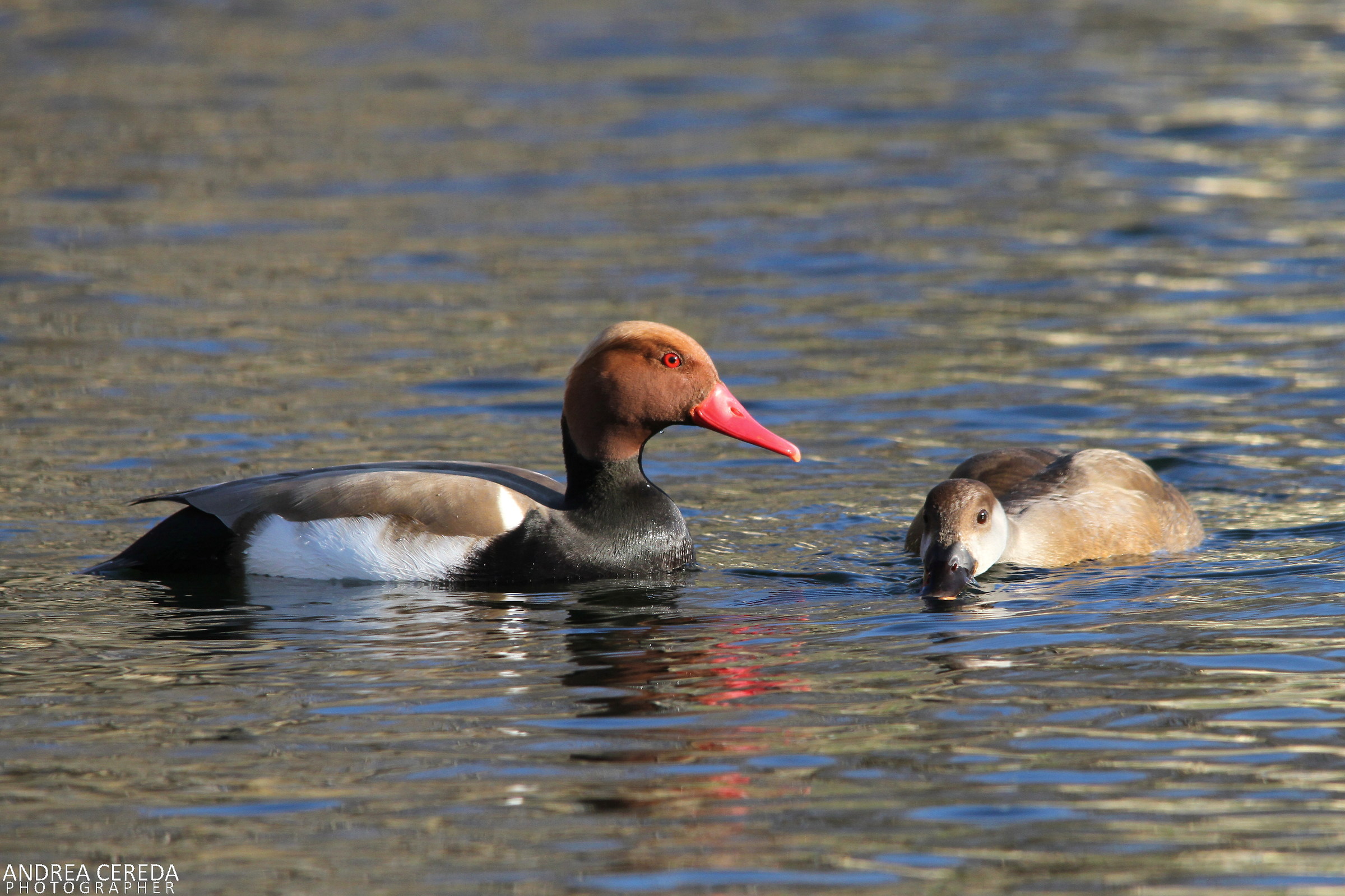 Netta rufina - Fistione turco (maschio e femmina)