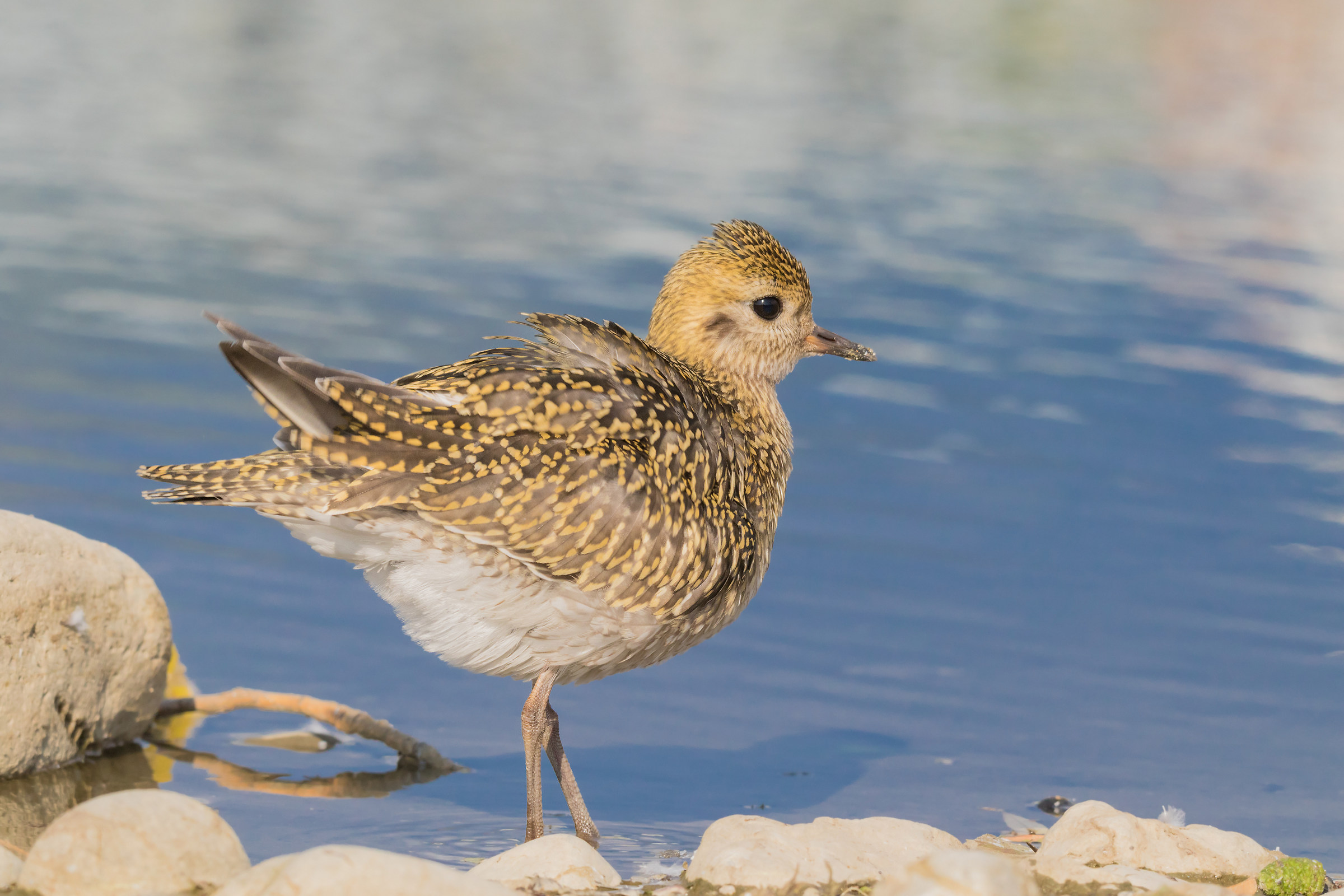 golden plover
