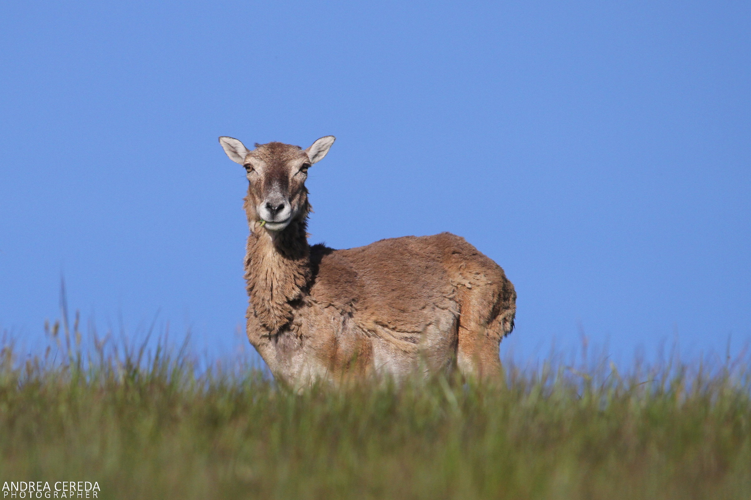 Ovis musimon - Muflone femmina