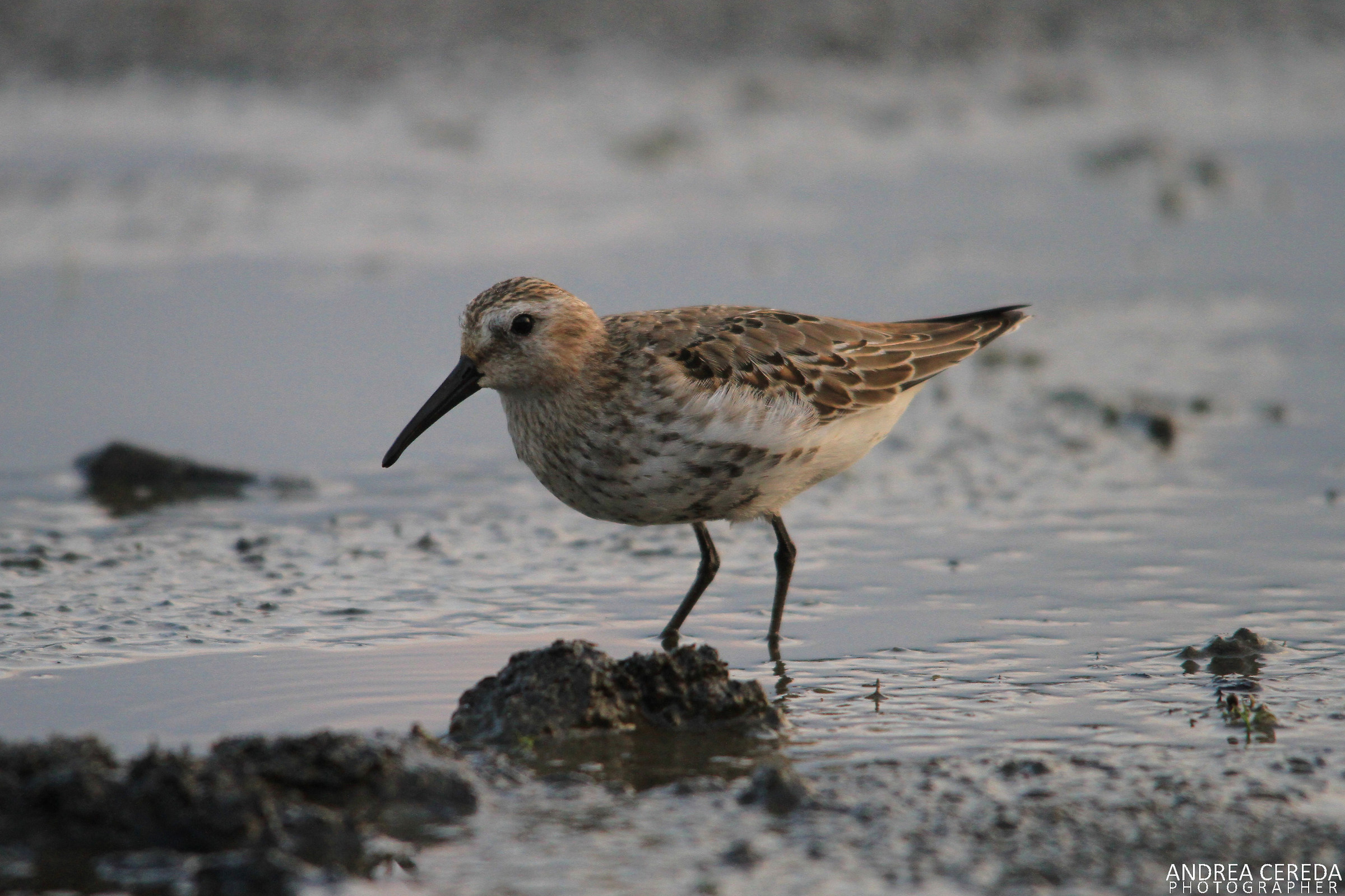 Calidris alpina - Piovanello pancianera