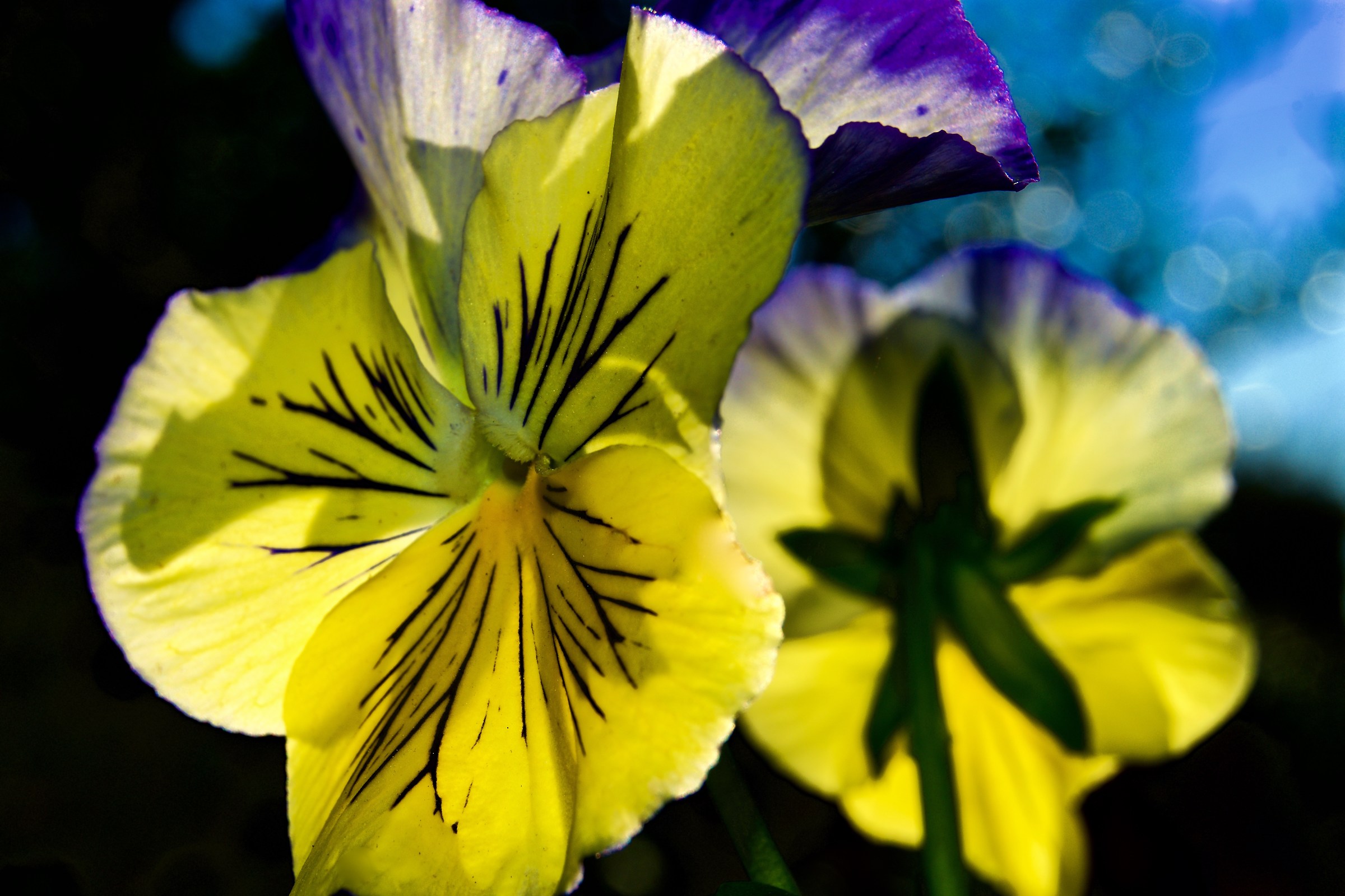 Viole.......Ultime fioriture