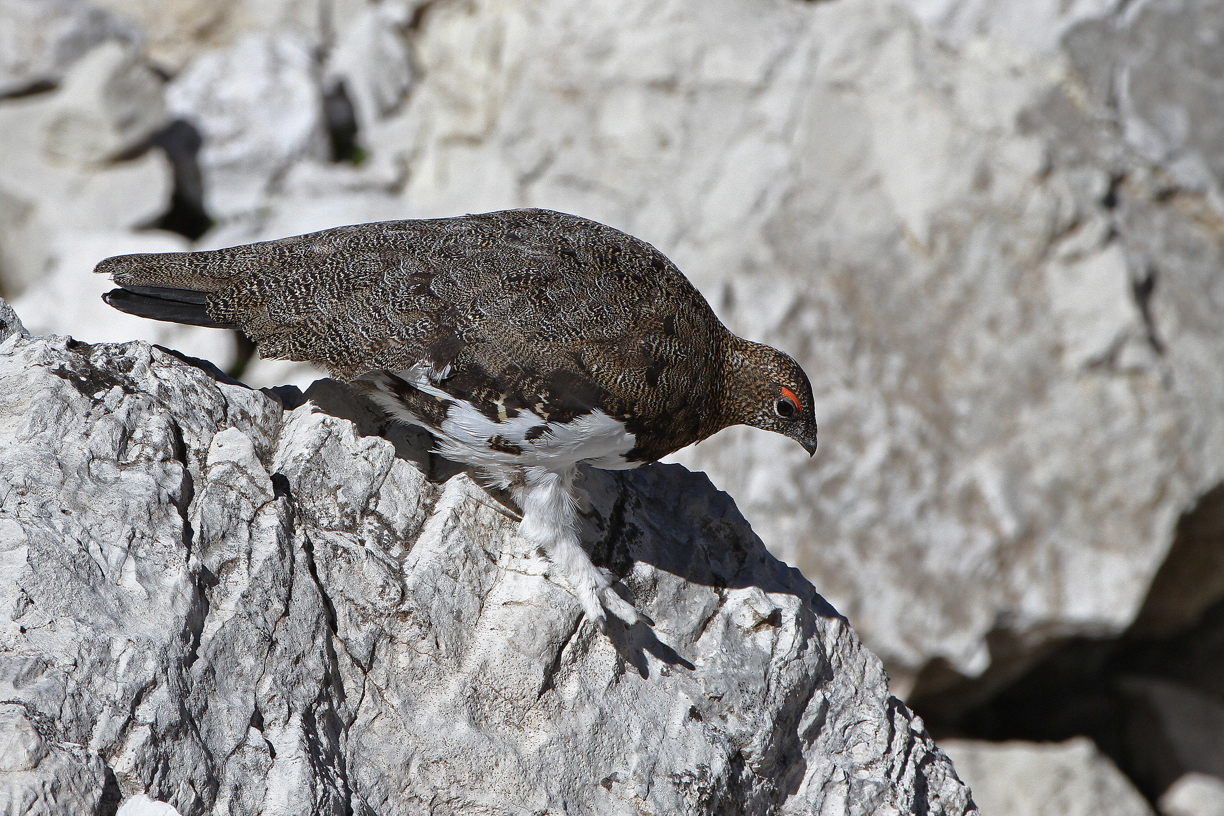 Pernice bianca maschio in livrea estiva - Dolomiti