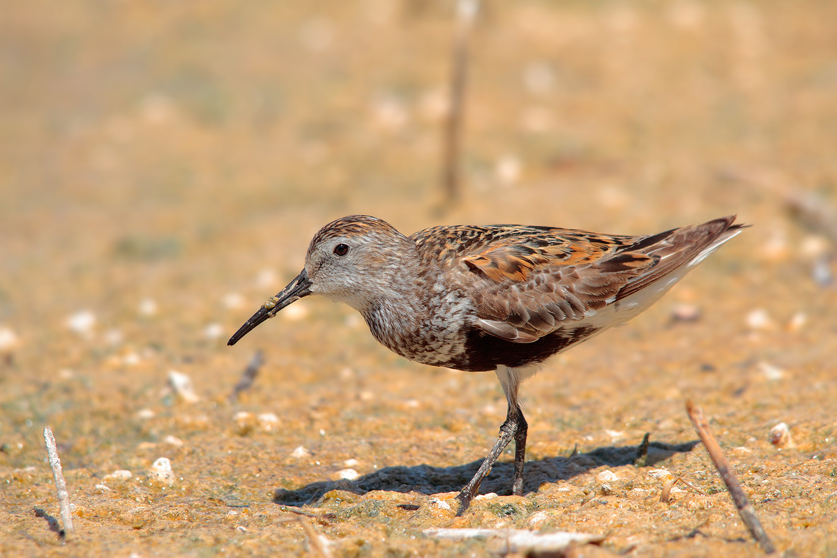 Piovanello pancianera