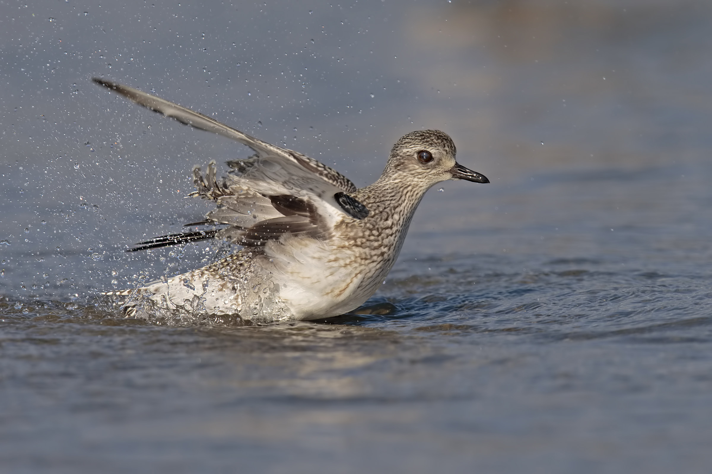 Grey Plover in the toilet ...