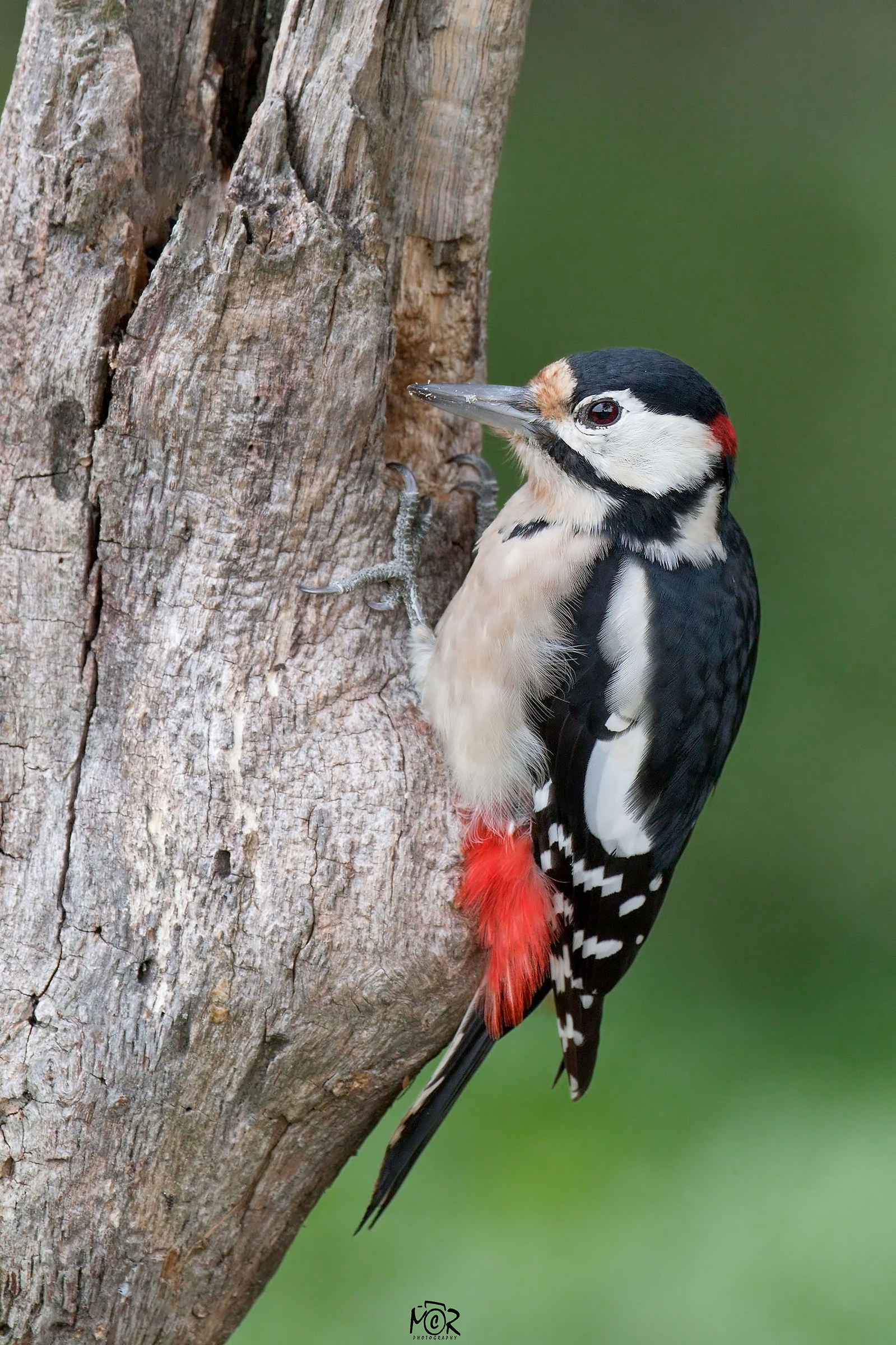 Great Spotted Woodpecker (Dendrocopos major)