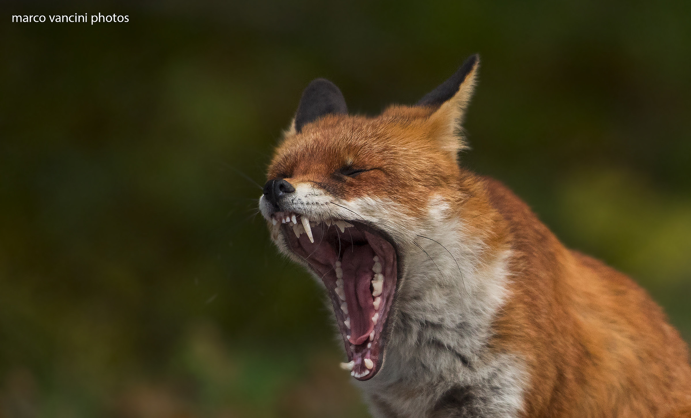 The gaping fox