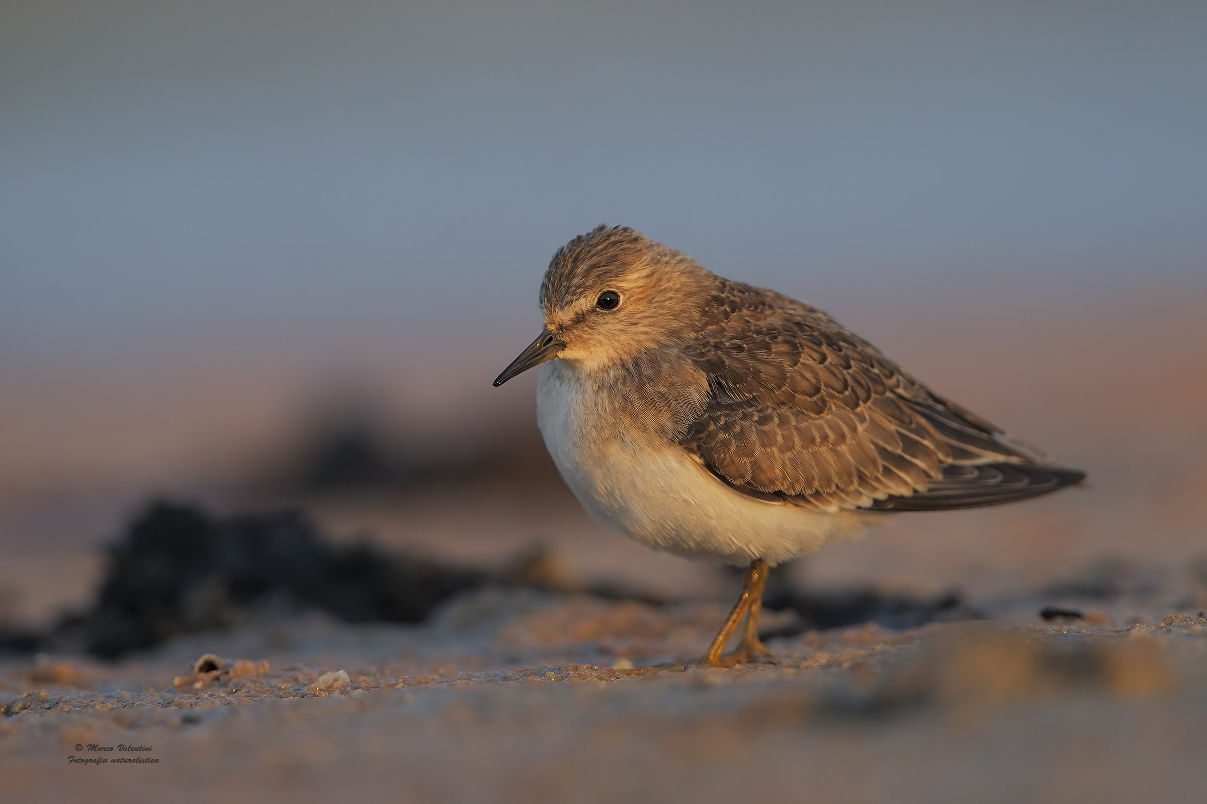 Broad-billed, pink, blue