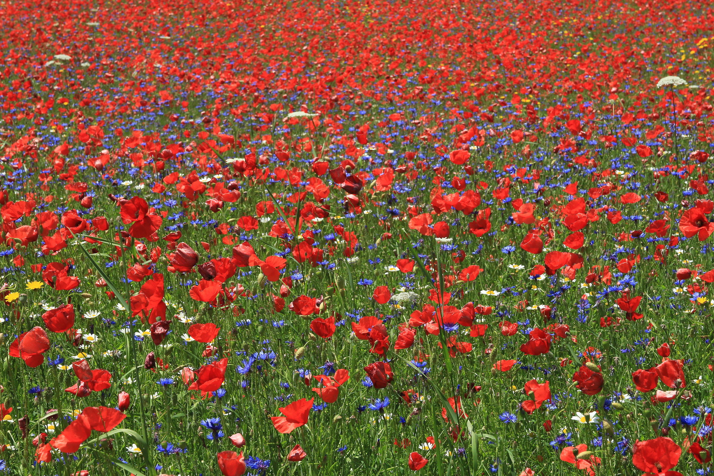 passeggiando a Castelluccio di Norcia