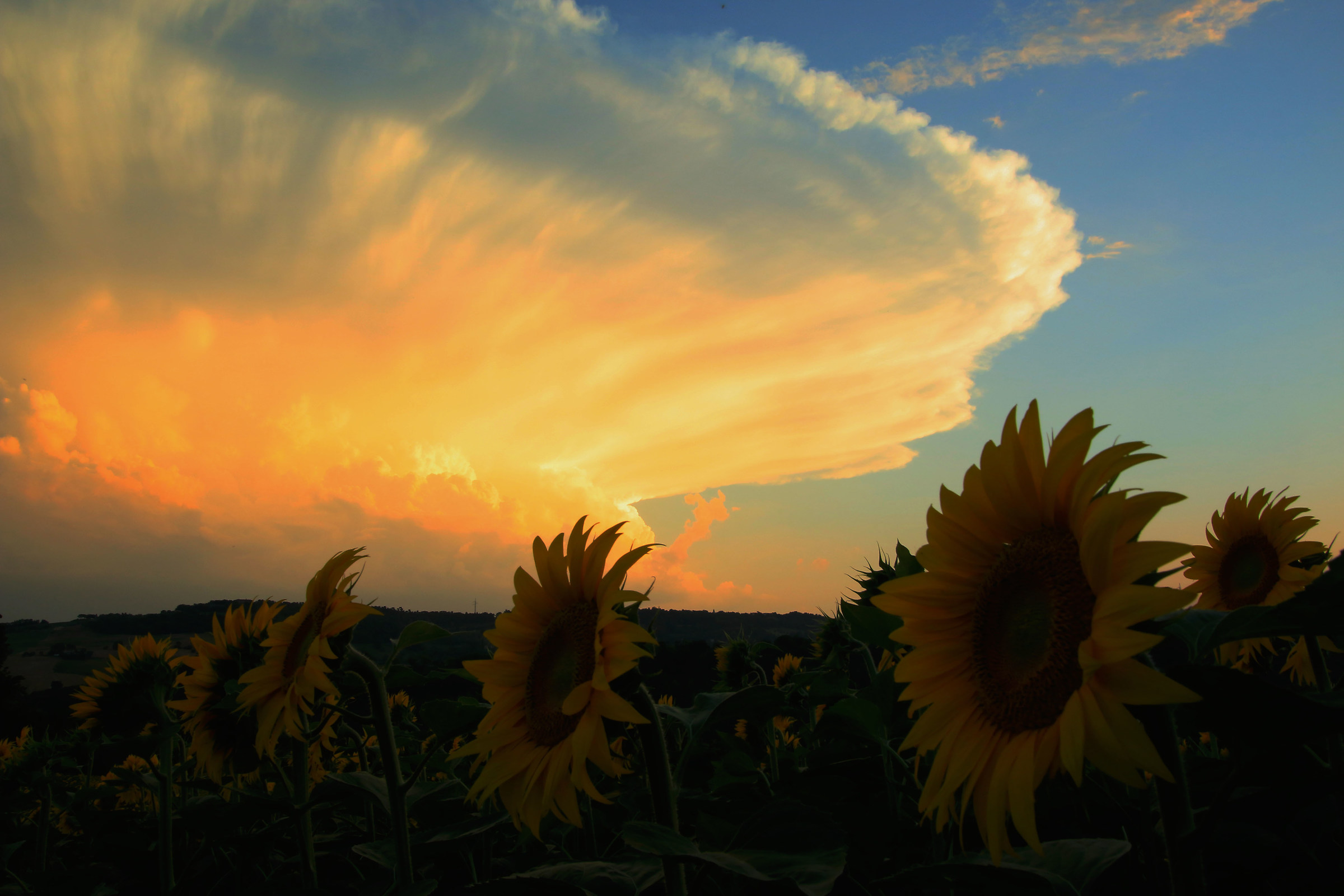 apocalisse su un campo di girasoli