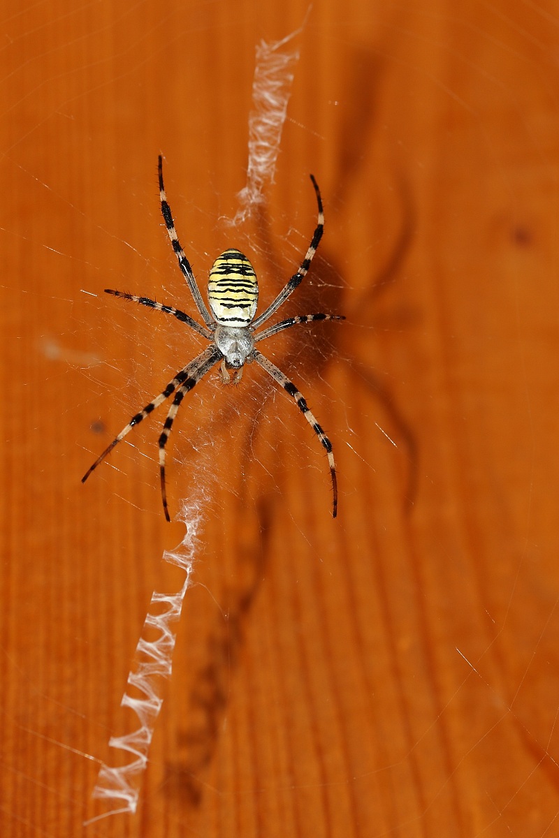 argiope bruennichi
