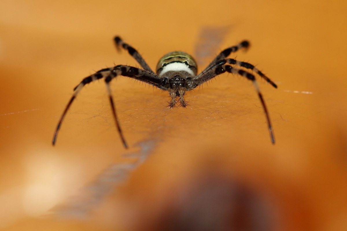 argiope bruennichi particular view