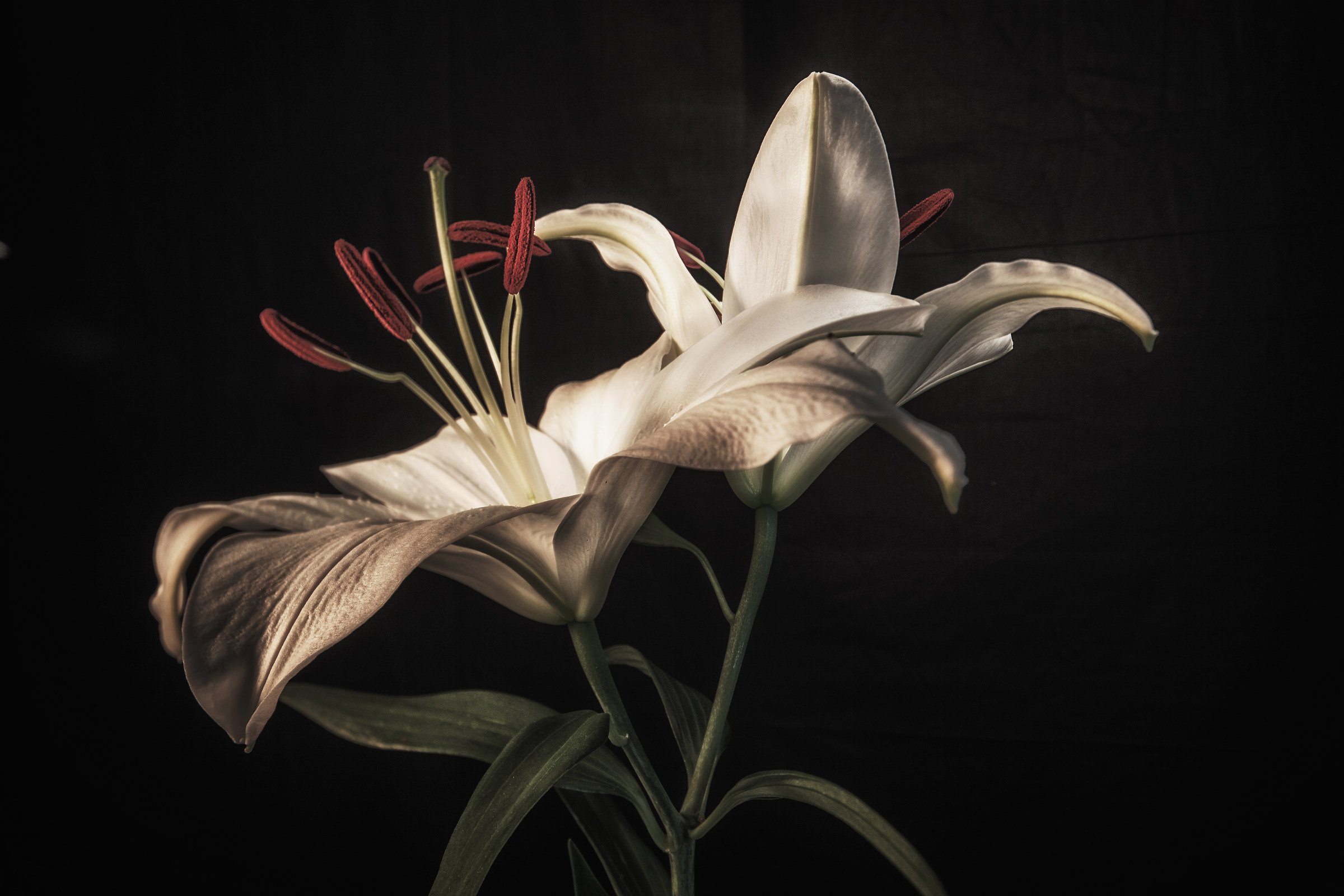 lilies