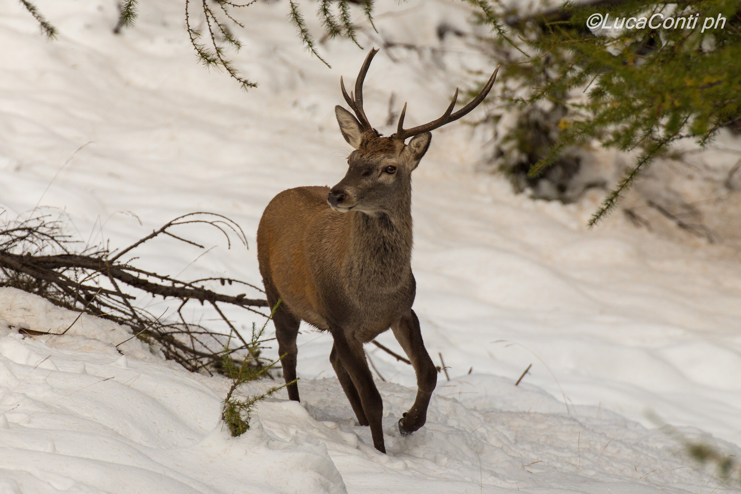 Young male deer