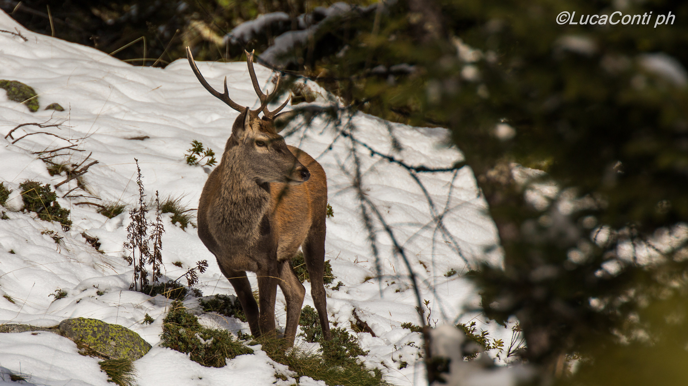 Young male deer
