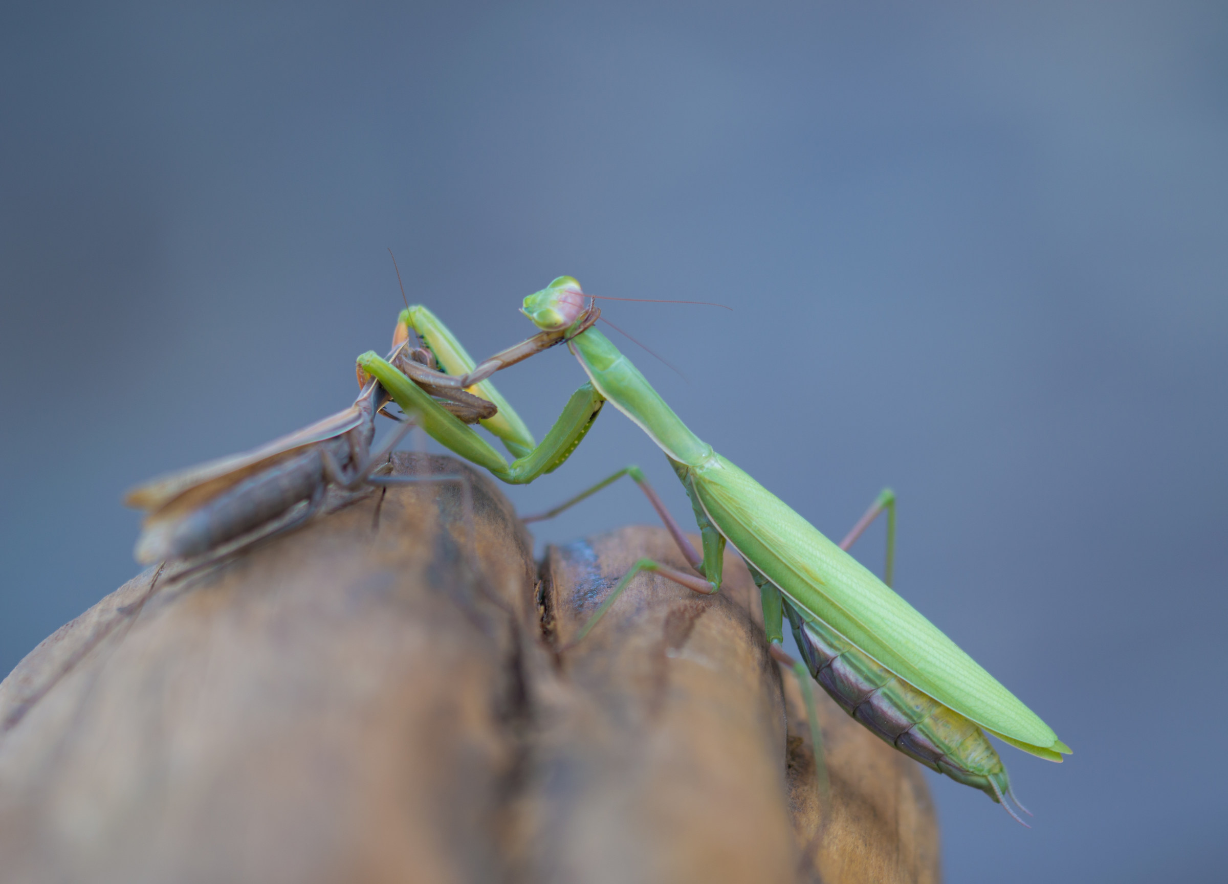 Mantis religiosa